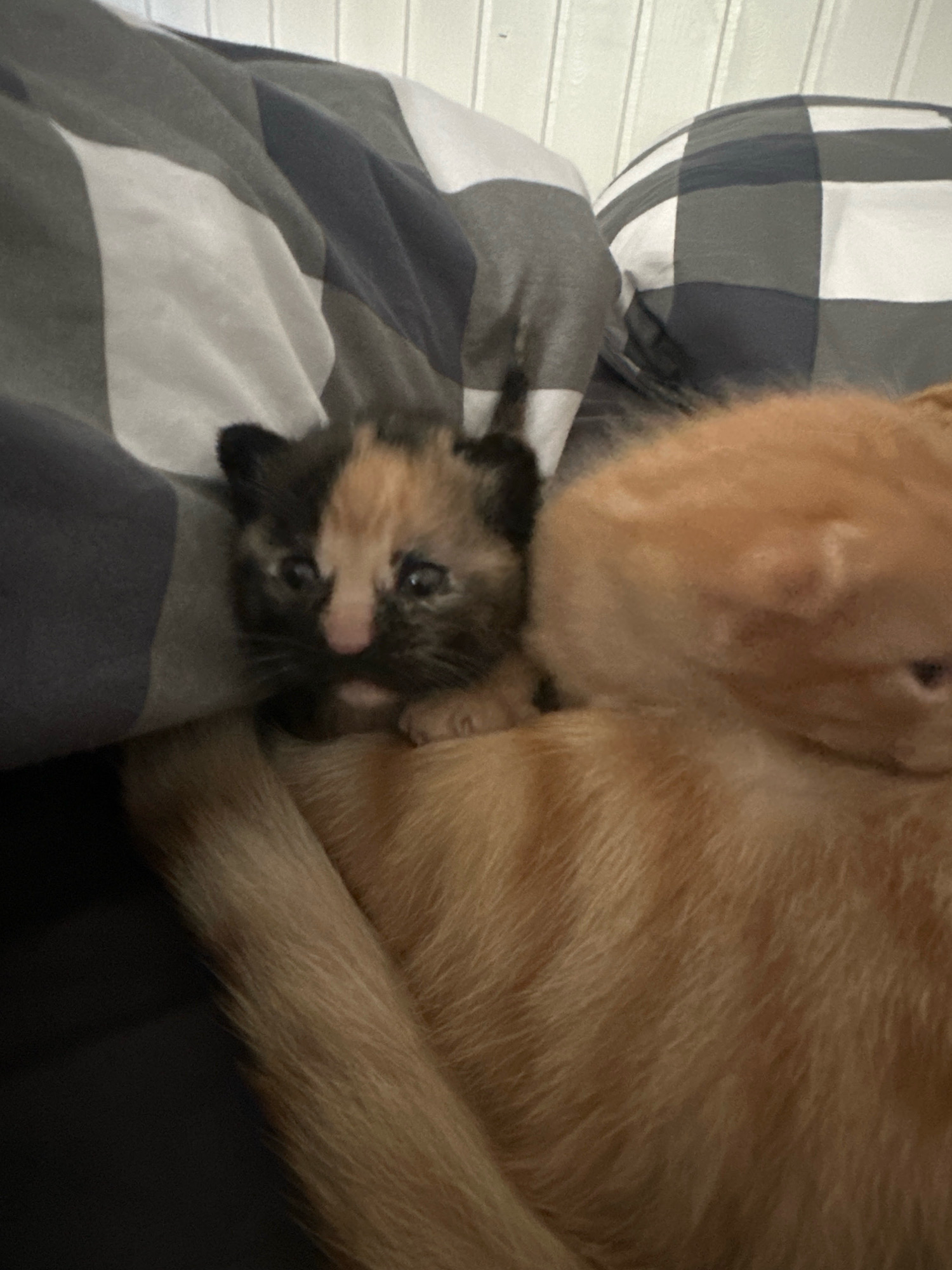 A close-up, eye-level shot captures two cats nestled together on a bed with a checkered blanket. The foreground features a calico kitten with patches of black, orange, and cream fur. Its face is turned towards the camera, with wide, dark eyes and a pink nose. The kitten appears to be resting on the back of a larger, orange tabby cat. The tabby cat's fur is a warm, striped orange, and its head is turned away from the camera, obscuring its face. The background is dominated by the texture of a soft, checkered blanket in shades of gray and white. The scene is softly lit, with the focus sharply on the kittens. The location is identified as Lermontovo, Russia.