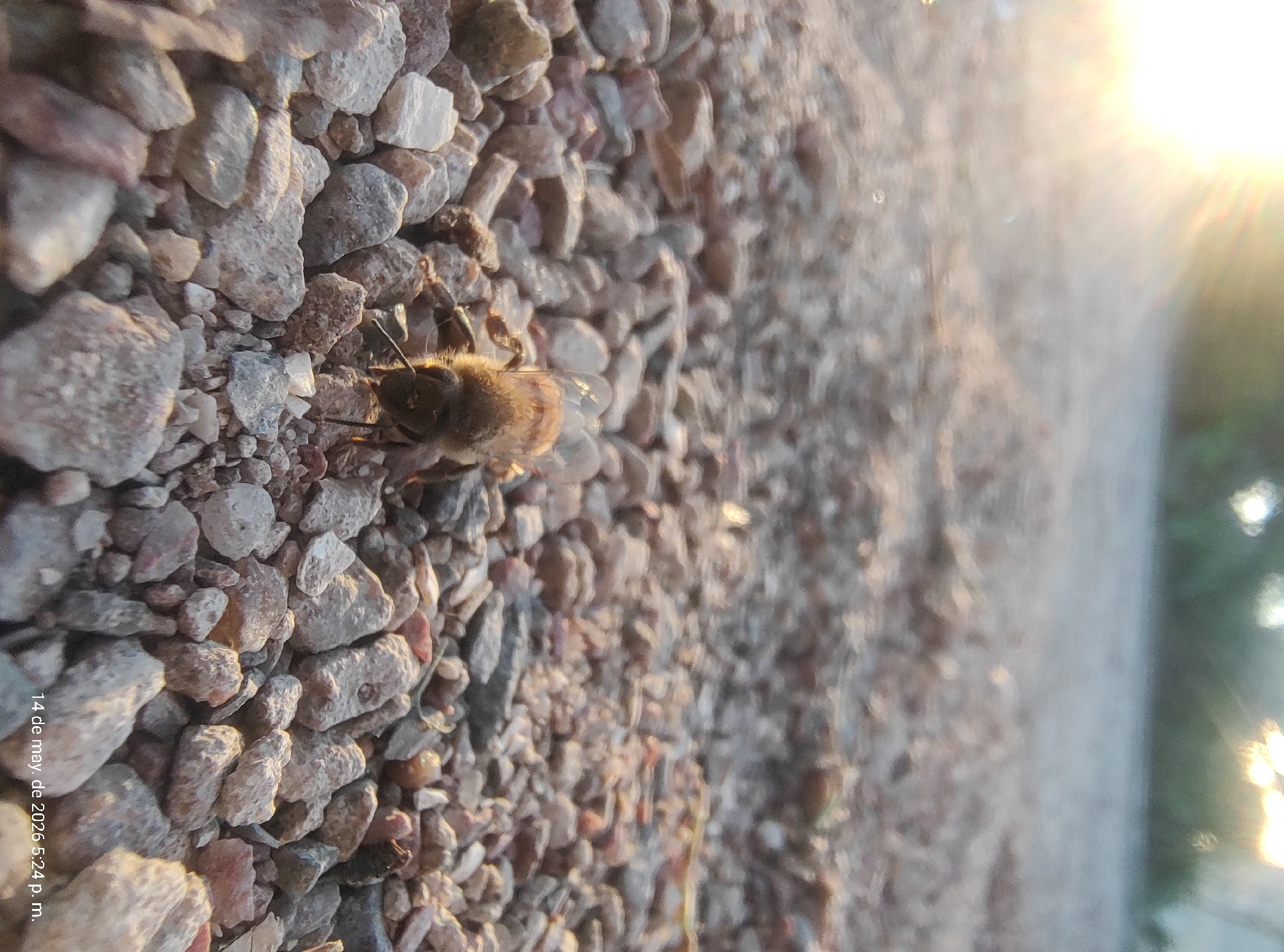 A bee rests on a bed of light-colored pebbles. The bee is facing left, with its body slightly angled towards the viewer. Part of the pebbled surface is out of focus. Sunlight streams from the right side of the frame. The date "14 de may. de 2026 5:24 p. m." is present on the lower left. The location is Villa Domínico, Argentina.