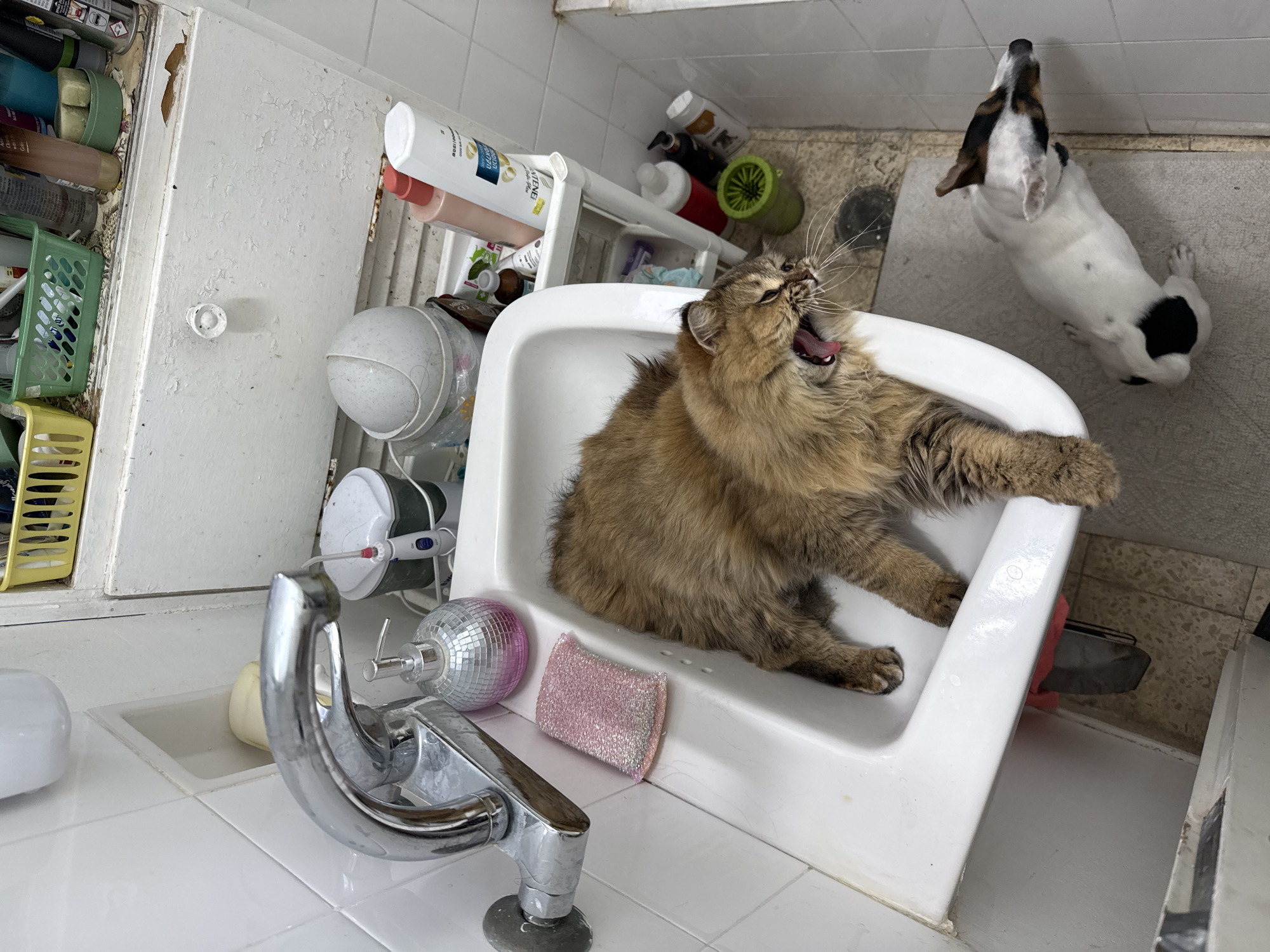 A lively domestic scene unfolds in what appears to be a utility room or bathroom. The central subject is a fluffy, light brown cat with green eyes, captured mid-yawn or stretch within a white utility sink. Its mouth is wide open, revealing its tongue and teeth, as its front paws rest on the sink's edge.
Beside the sink, a small white dog with black and brown patches stands on its hind legs on a grey floor mat, looking intently upwards towards something unseen. The walls are tiled white, contributing to the functional aesthetic of the space.
The area around the sink is somewhat cluttered. Next to the chrome faucet, a small pink glittery scrub brush and a miniature disco ball are visible. Above and to the left, a white cabinet door shows signs of peeling paint, and its open interior reveals various cluttered items including green and yellow plastic baskets and numerous bottles. On a white shelf unit to the right, more bottles are stored, including a prominent white "Pantene Pro-V" shampoo bottle, a pink bottle, and a green pet paw cleaner cup.
The scene suggests an everyday moment in a lived-in household. No specific time of day or weather is discernible from the image. The provided context indicates the location is Petah Tikva, Israel.