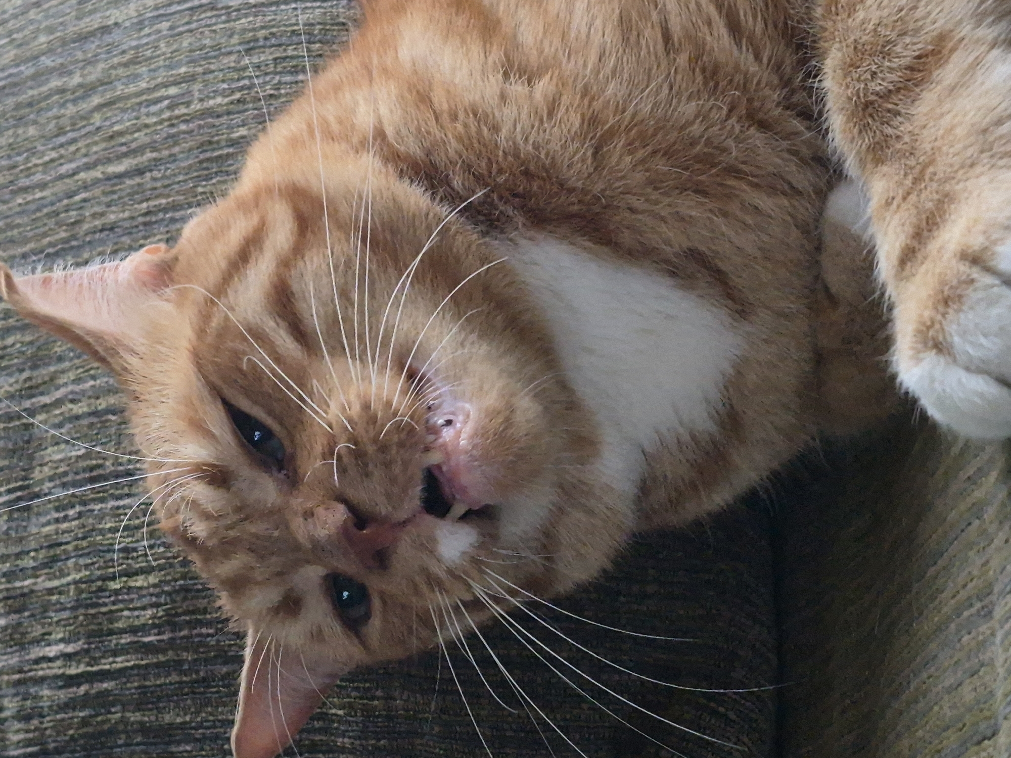 An orange tabby cat is lying on its back on a textured, green and brown fabric surface. The cat is facing the camera, with its eyes partially closed. Its mouth is slightly open, revealing its teeth and pink gums. The cat has long, white whiskers and prominent ear tufts. Patches of white fur are visible on its chest and paw. The lighting suggests it is daytime, but no specific time or weather conditions are discernible. The scene appears to be indoors, likely on a couch or chair, given the fabric. The cat's expression could be interpreted as relaxed or sleepy. There is no visible text in the image.
