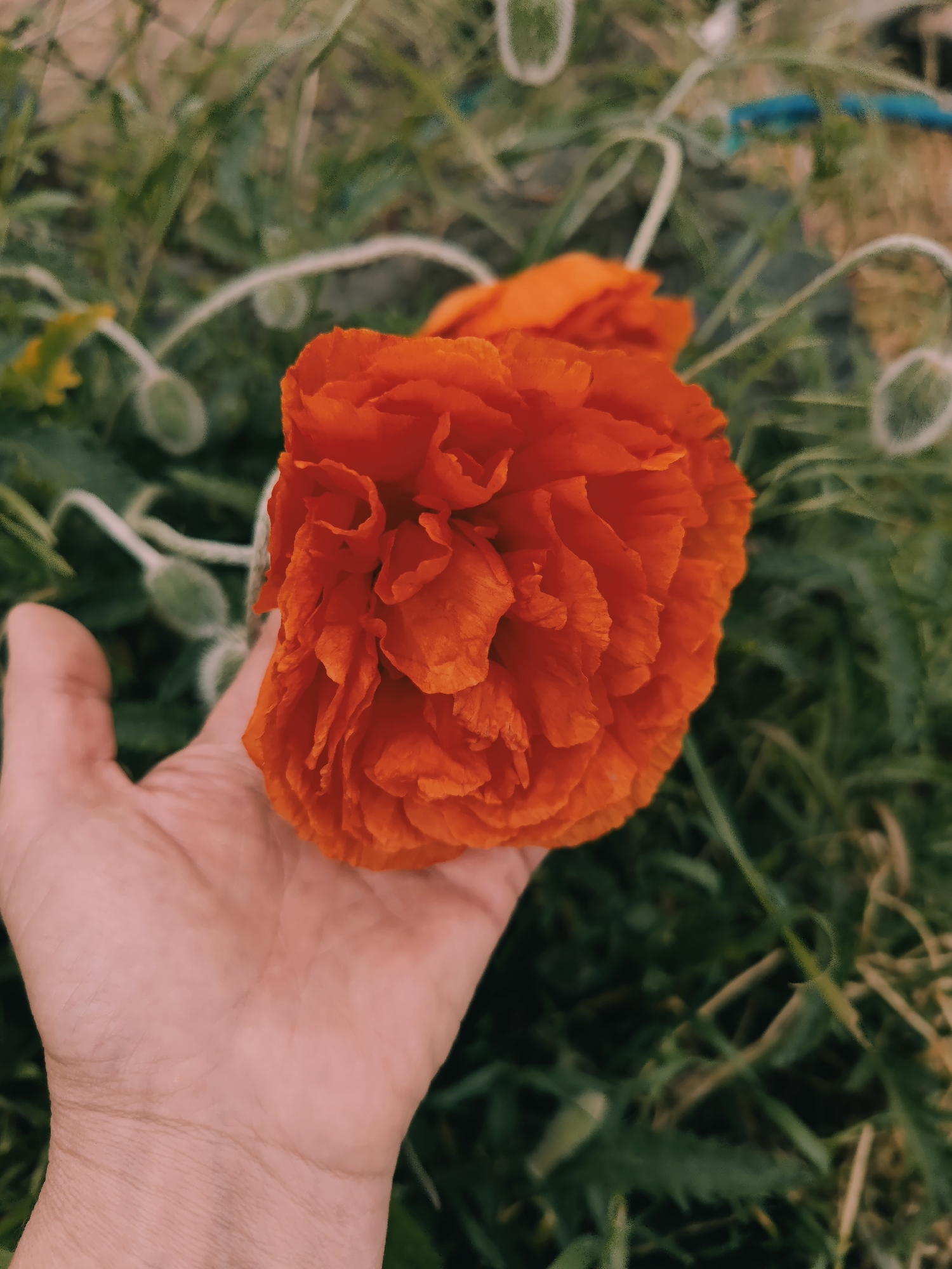 A person is holding a large, ruffled orange flower, likely a poppy, in their hand. The background consists of green grass, weeds, and poppy seed pods in various stages of development. The location appears to be a garden or uncultivated patch of land. The image was taken outdoors.