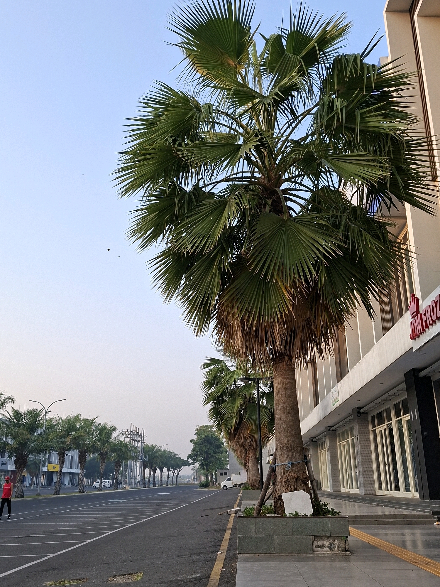 In the city of Surabaya, Indonesia, a wide, empty asphalt road stretches into the distance, bordered by a parking lot on the left and a modern building on the right. The building features a row of glass-fronted shops with cream-colored frames. A prominent palm tree with lush green fronds stands in the foreground, partially obscuring the building. Further down the road, a line of identical palm trees, streetlights, and other buildings create a symmetrical pattern. A person wearing a red shirt and black pants is visible in the parking lot on the left. The sky is clear and pale blue. The scene appears to be set in a commercial or developing area of the city, possibly an office park or a newly established shopping district. The lighting suggests it is early morning or late afternoon.