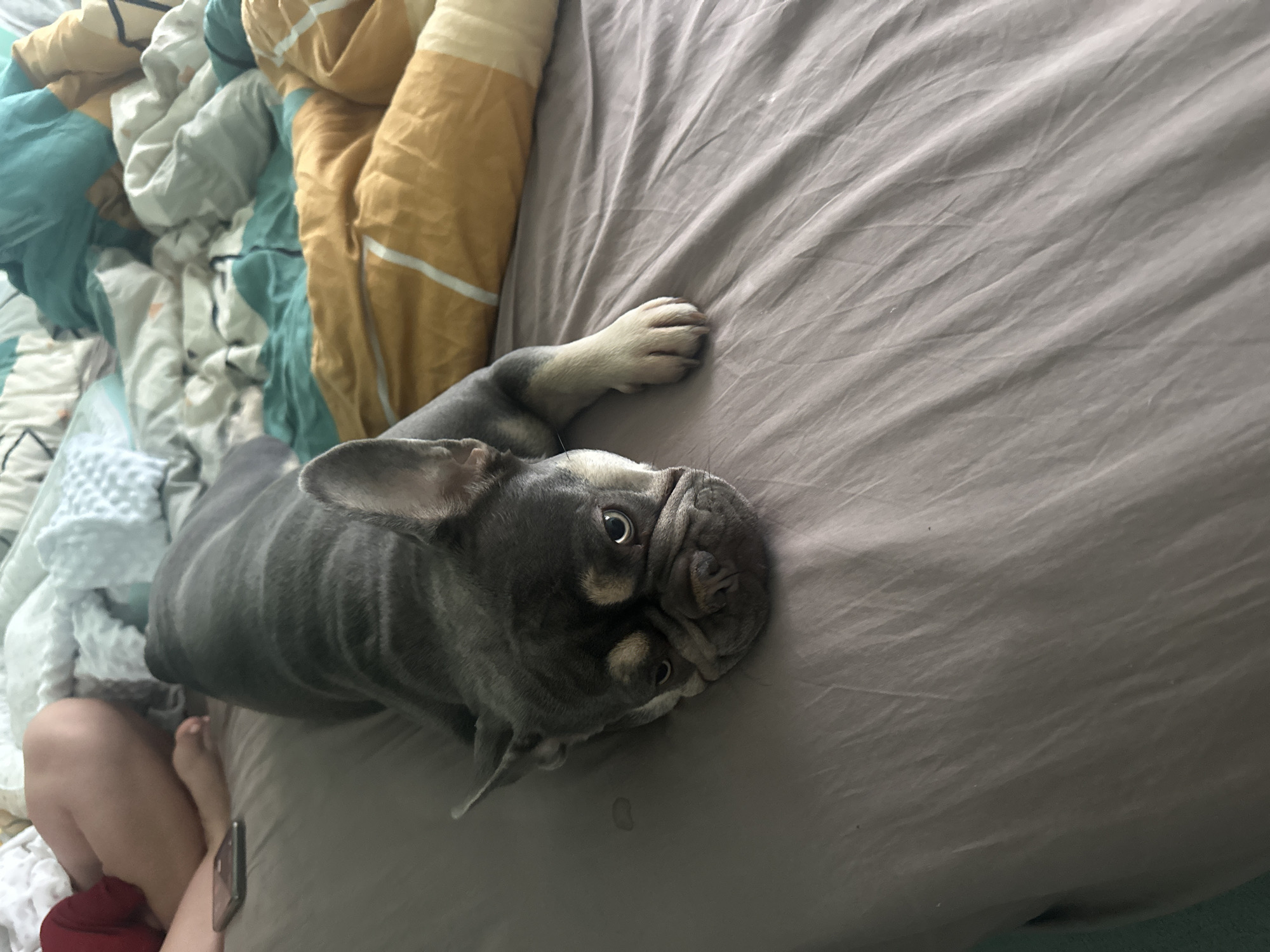 A French bulldog lies on a bed with its head resting on the mattress. The dog is gray with tan markings around its face. Its eyes are open and it appears to be looking at the camera. The dog's body is mostly contained within the frame, with its tail extending out of view. The background is a collection of rumpled blankets and pillows in various colors, including white, blue, and yellow. In the upper left corner of the image, a person's legs are visible, wearing a red garment. A smartphone is also visible near the person's legs. The scene appears to be indoors, likely in a bedroom.