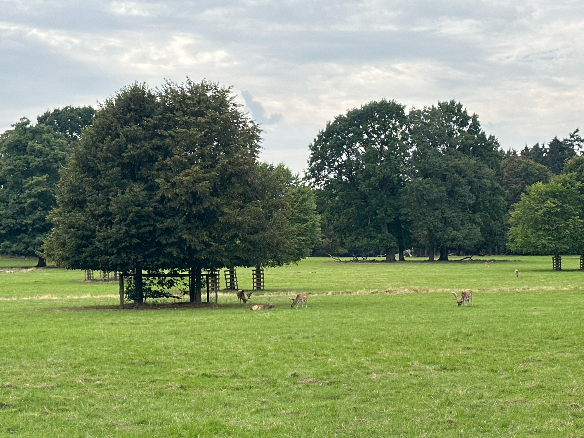 A herd of deer is grazing in a large grassy park in Dülmen, Germany. In the foreground, several deer are scattered across the field, with one standing and grazing while others lie down. A larger deer with antlers is visible under a covered structure in the middle ground. Behind this, two more deer are seen further in the distance. The park is surrounded by a dense forest. The sky is overcast with gray clouds.