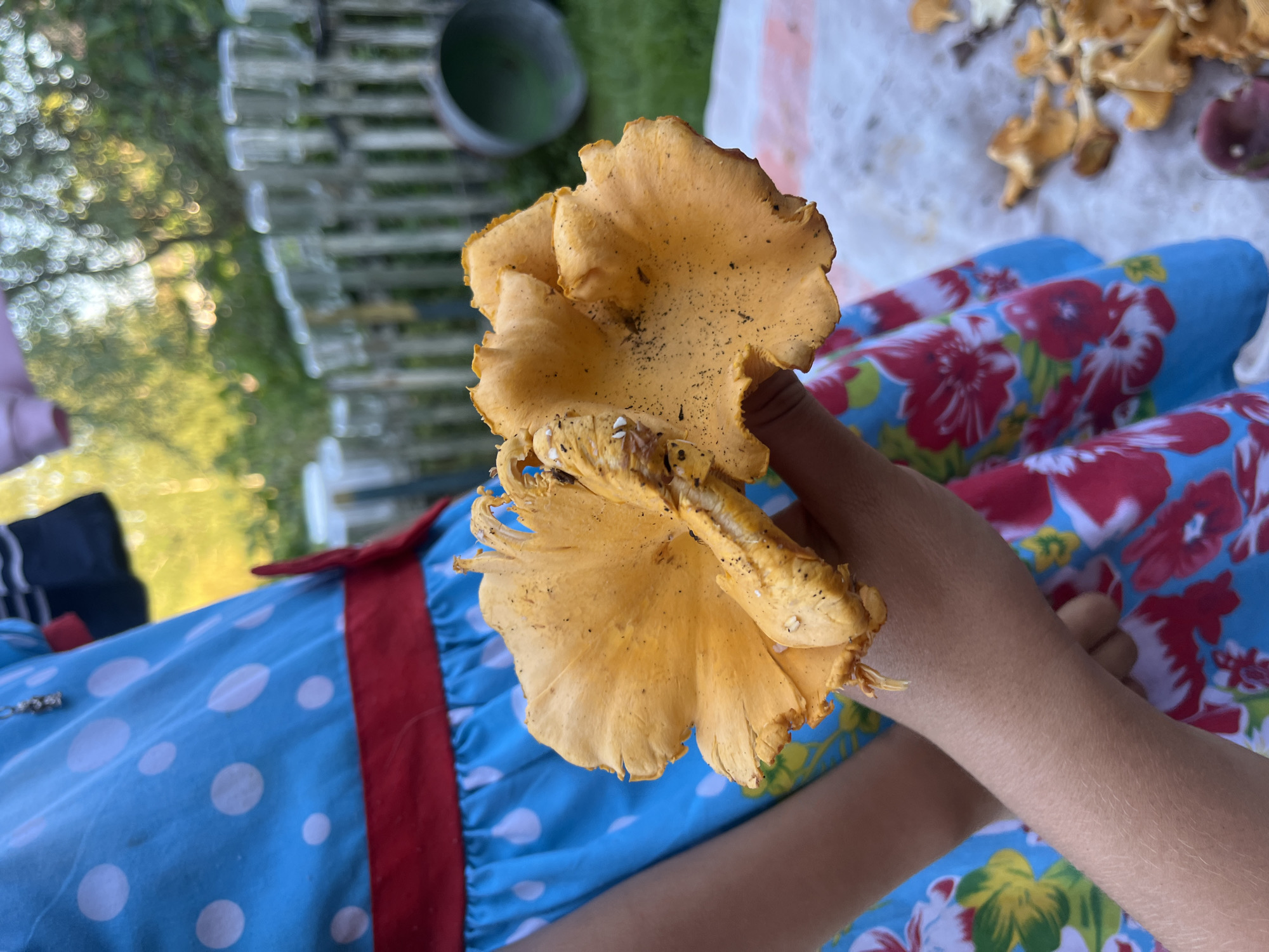 A person's hand is holding a cluster of orange mushrooms. The person is wearing a blue dress with white polka dots and a red waistband. The background shows a fence made of wooden posts with glass jars attached, a green metal bucket, and blurred trees and grass. There are also some mushrooms on a white surface in the foreground. The location is likely outdoors in a rural setting.