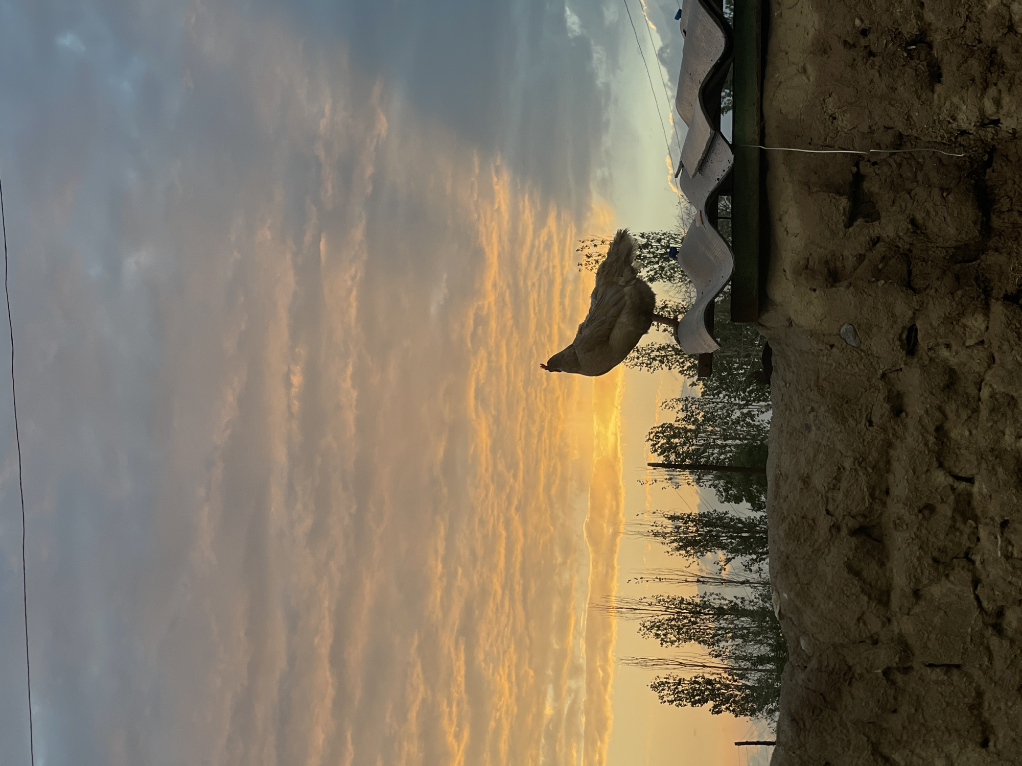 A chicken stands on a rough, textured surface, possibly a wall or elevated structure, with its body angled upwards as if looking towards the sky. The chicken is light-colored, with visible feathers. Behind the chicken, a cloudy sky dominates the scene, with hues of orange and yellow suggesting either sunrise or sunset. Wispy clouds are illuminated by the warm light.
Below the sky, a line of trees with dark green foliage can be seen. The trees are silhouetted against the brighter sky, indicating they are in the middle ground. To the right of the chicken and extending downwards is the rough, textured surface on which it stands. This surface appears earthy and uneven. Above and to the right, there is a white, wavy structure that could be part of a roof or shelter, with some visible metal supports. A thin wire runs horizontally across the image.
The time of day is either dawn or dusk due to the warm, golden light in the clouds. The weather appears to be partly cloudy. The setting suggests an outdoor rural or semi-rural environment, possibly a farm or a backyard in Kara-Oi, Kyrgyzstan. The overall mood conveyed is natural and serene, with the gentle light and the presence of the chicken and trees. There is no visible text in the image.
