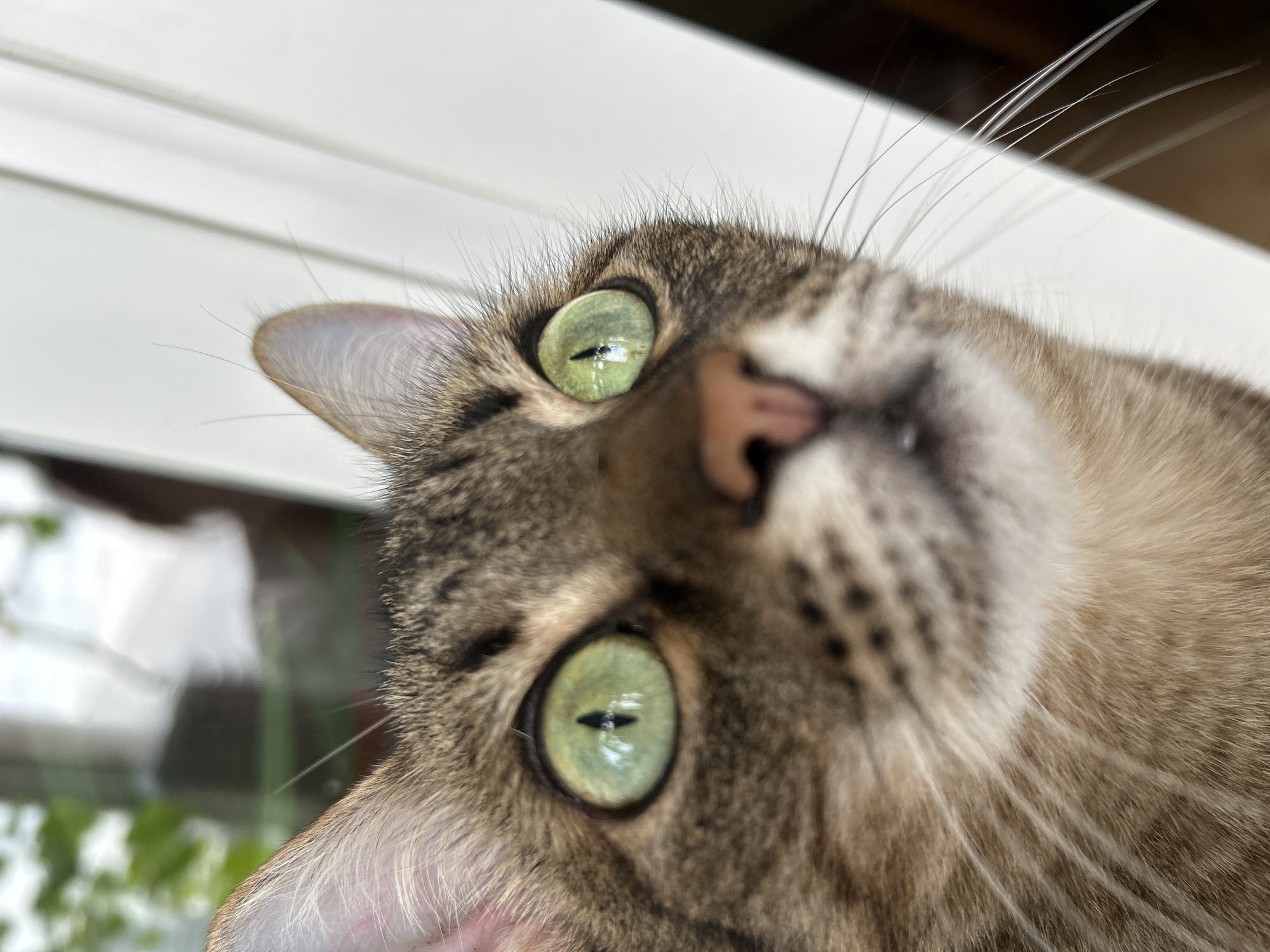 The image is a close-up, low-angle shot of a tabby cat's face. The cat has striking green eyes with slit pupils, which are focused slightly upward and to the right. Its fur is a mix of brown, black, and beige stripes. The cat's pink nose is visible, as are its long white whiskers. The background is out of focus, with hints of green foliage on the left and a white, possibly painted, surface on the right. There is no indication of the city of Moscow, Russia, or any other specific location.