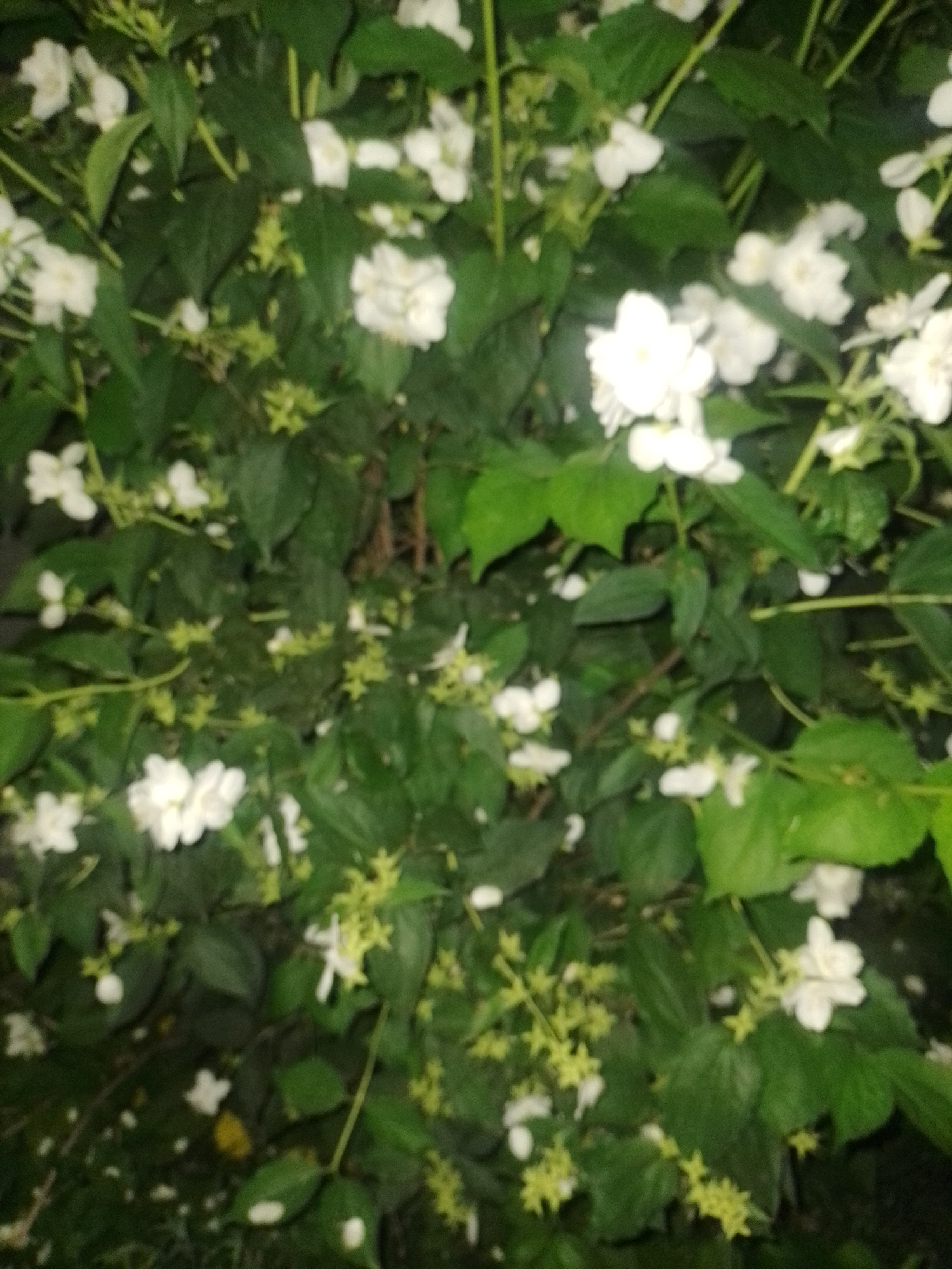 The image shows a close-up view of a bush with numerous white flowers and green leaves. The flowers are small and appear to have multiple petals. Some of the flowers are in full bloom, while others are still in bud. The leaves are dark green and ovate. The bush is dense, and it is difficult to see what is behind it. The lighting in the image is dim, which suggests that it may have been taken at dusk or at night. The image is blurry, which makes it difficult to discern fine details. There are no people or animals visible in the image. The environment appears to be natural, likely a garden or a park. Based on the provided information, this scene is located in the city of Ustyvytsia, Ukraine.