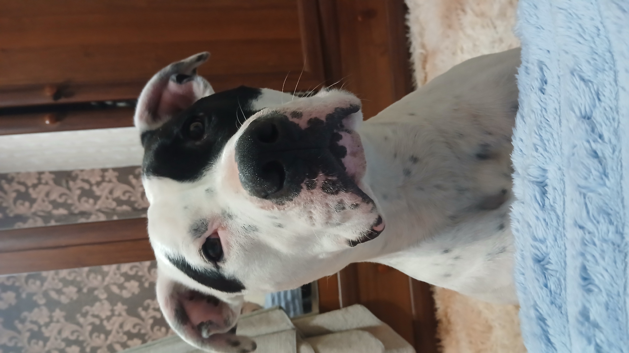 A close-up, low-angle shot shows a white dog with black markings and a large black nose, with a slight head tilt. Part of the dog is hidden by a blue, fluffy blanket on the right side. The dog is in an indoor setting with a wooden furniture item with a patterned surface behind it. The location is unknown.