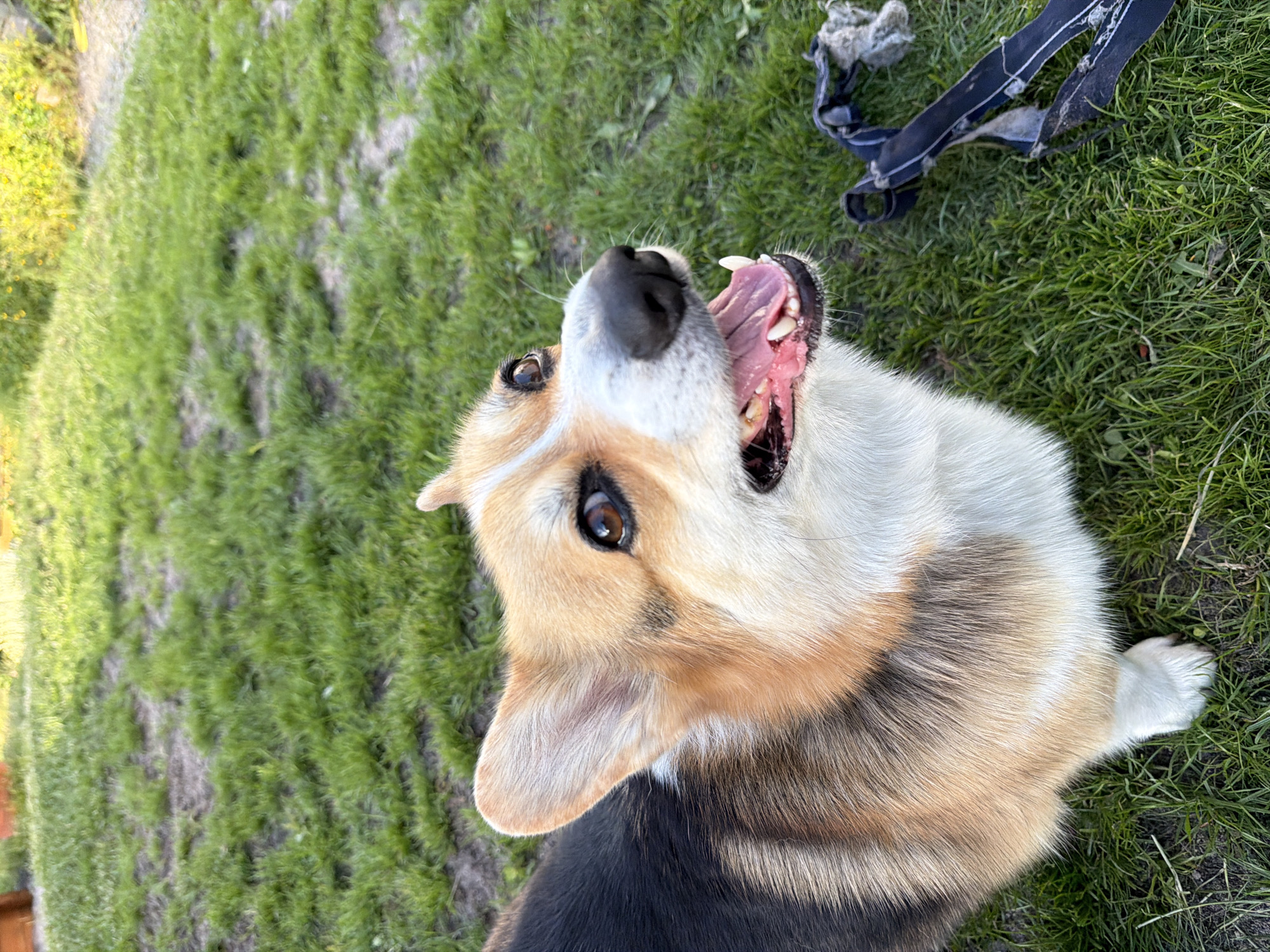 A close-up, high-angle shot shows a Welsh Corgi sitting on a patchy, green grassy lawn with some bare earth. The dog is facing upwards and to the right, with its mouth open and tongue visible. Its fur is a mix of tan, black, and white, with distinctive tan markings on its face and ears. To the right of the dog, a dark blue and gray rope toy with frayed ends lies on the grass. The background consists of more grass and a hint of greenery and yellow flowers in the upper right corner. The lighting suggests it is daytime, possibly late afternoon given the warm tones and shadows. The scene is outdoors, in what appears to be a backyard or park. The location is described as Gangloff, Germany.