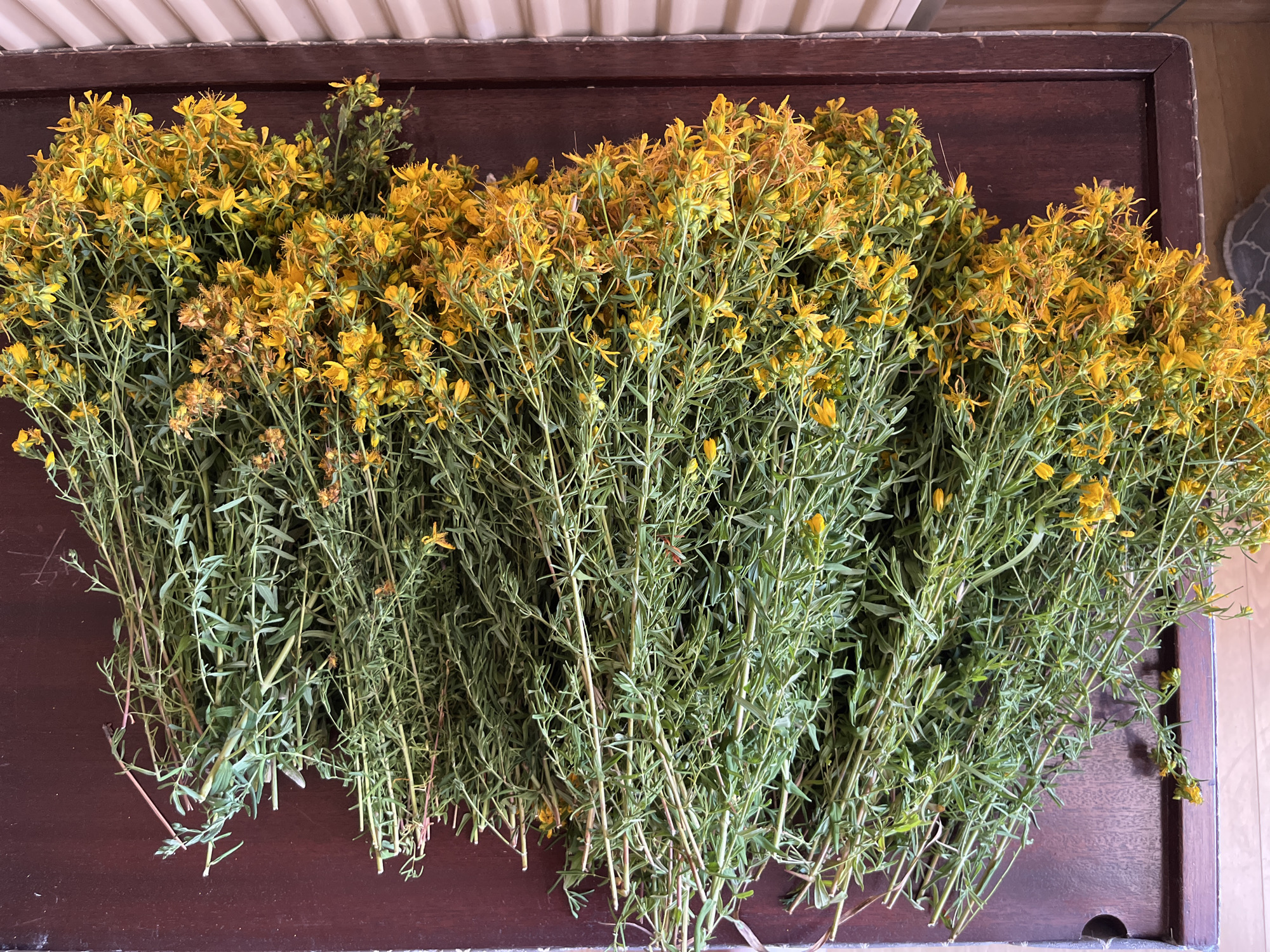 A top-down view shows a large bunch of St. John's Wort, a herb with small yellow flowers and green leaves, lying on a dark brown wooden surface. The herb is arranged in a fanned-out manner, with the leafy green stems dominating the left side of the image and the flowering tops concentrated on the right. The wooden surface appears to be a tabletop, possibly from a dark wood table. To the right of the table, a portion of a white, slatted object, likely a radiator or blinds, is visible. The lighting suggests it is daytime, possibly indoors. No people are visible in the image.
