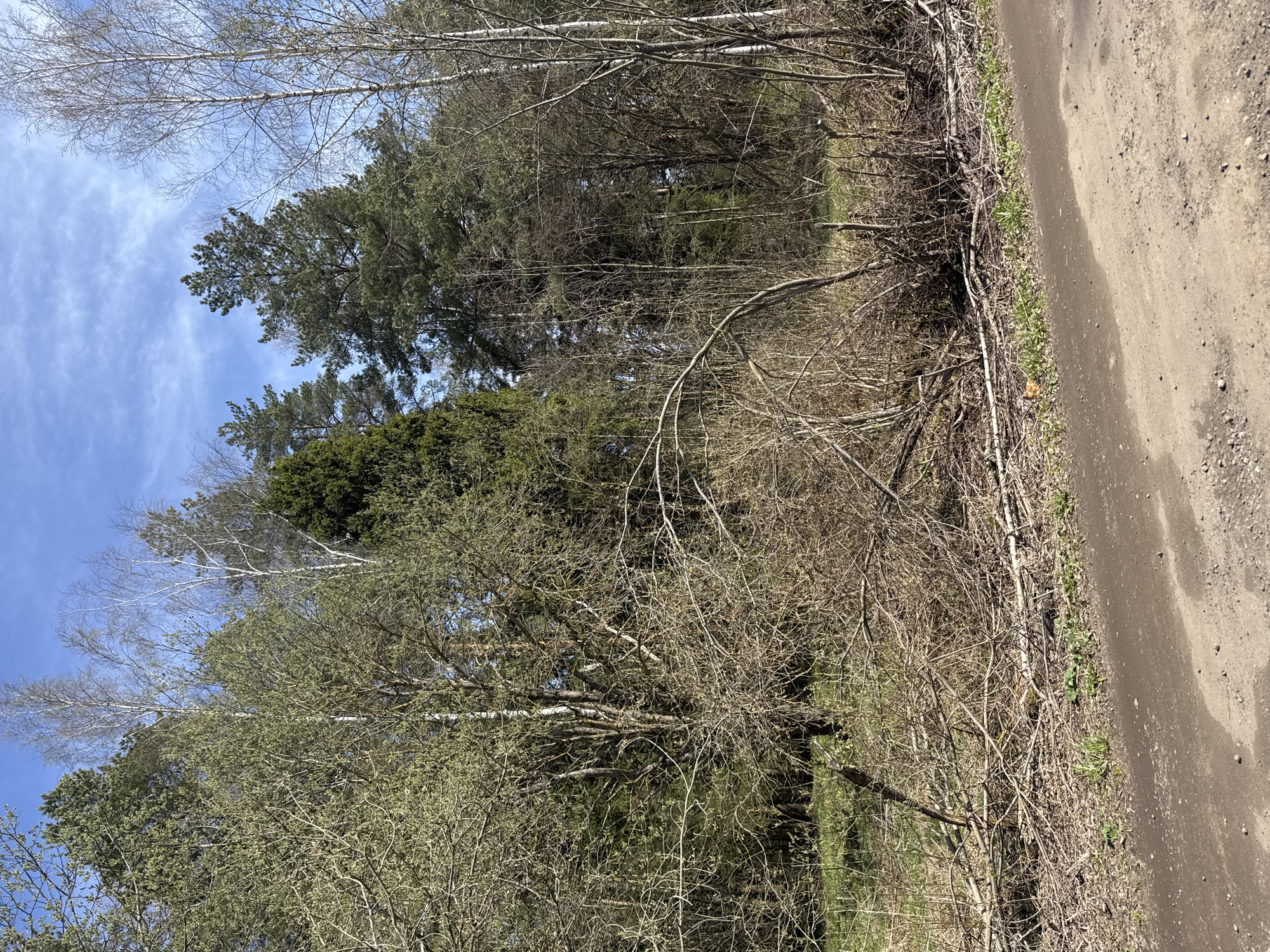 The image depicts a forest edge next to a dirt road in Раздолье, Russia. The sky is visible in the upper left corner, exhibiting a pale blue hue with sparse clouds. Various trees are present, including birch trees with light bark and trees with green needles. The trees are in early spring foliage. A dirt road runs along the right edge of the image. The ground is partially covered in dry leaves, small branches, and some new green growth. There is no evidence of people or other animals in the image.