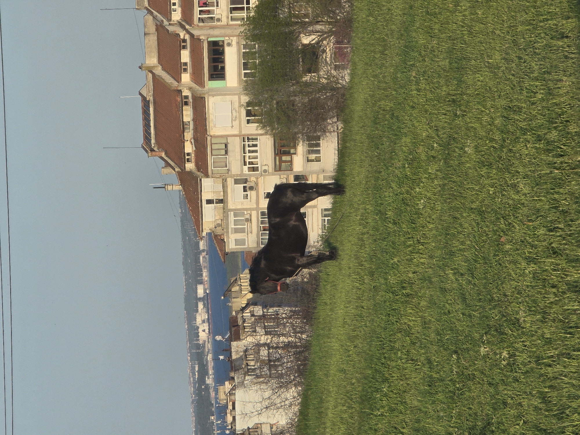 The image displays an outdoor scene, likely set in Burgas, Bulgaria, featuring a large black animal, presumably a horse, standing on a lush green grassy field. The horse, wearing a red bridle, is positioned in the midground, facing away from the viewer towards a series of buildings.
In the background, a multi-story building complex, characteristic of urban residential or mixed-use architecture, occupies the upper portion of the frame. Scattered trees and shrubs, some with sparse foliage, are visible between the grassy area and the structures. Beyond these, a distant cityscape or townscape stretches along what appears to be a coastline, strongly suggesting the Black Sea.
The sky is a clear, light blue, indicating bright and fair weather. Faint power lines can be seen in the upper left corner of the frame. The time of day is clearly daytime, with ample natural light illuminating the scene evenly. The overall atmosphere is one of tranquility and calm, with no human figures actively engaged in the frame, and no discernible text present.