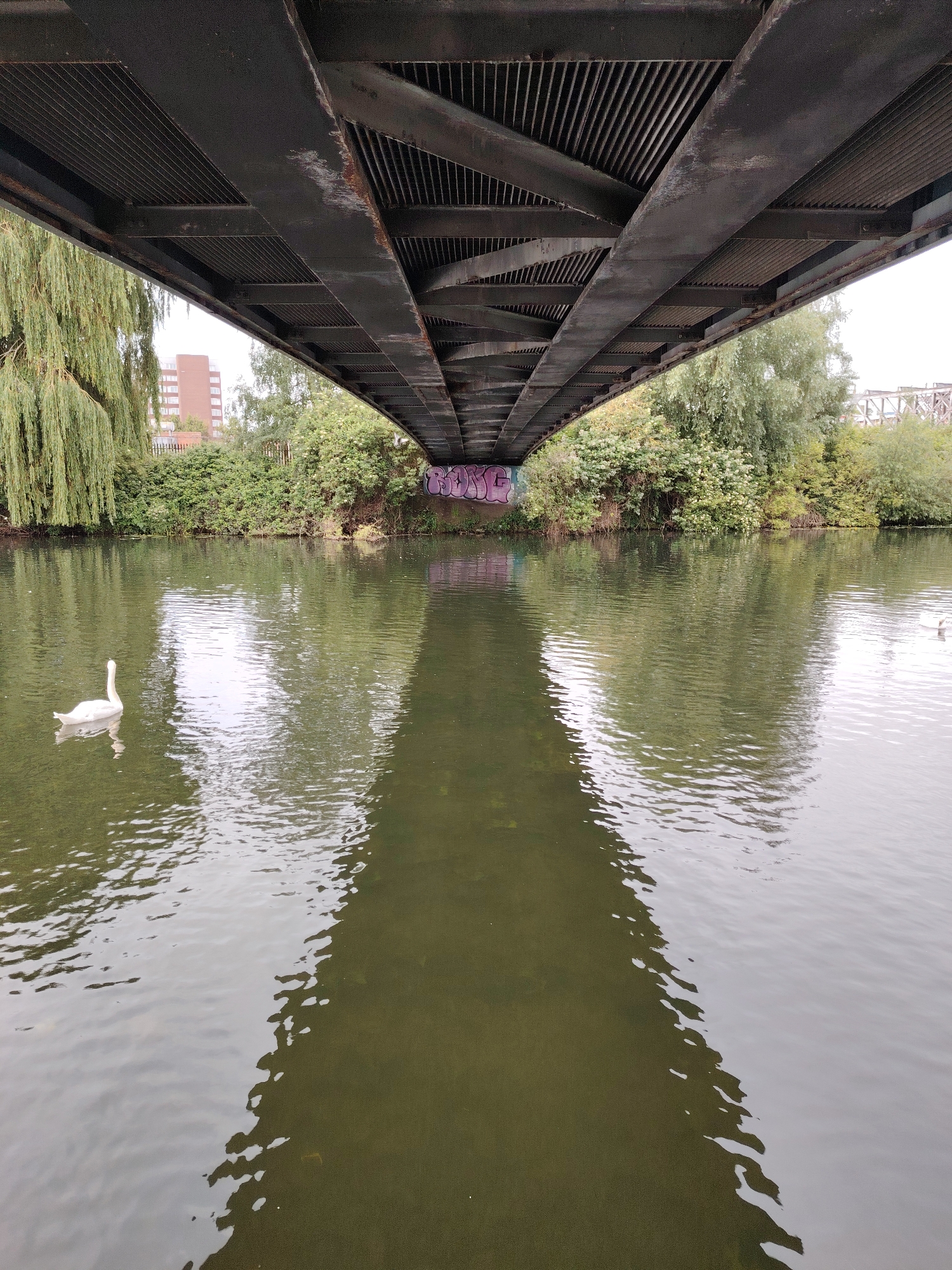 The scene depicts a view upwards from water level, positioned beneath a bridge over what appears to be the River Nene in Peterborough, United Kingdom.
The upper third of the image is dominated by the underside of a substantial metal bridge, characterized by dark grey I-beams, girders, and perpendicular grated panels. These structural elements converge towards the top center. Visible signs of wear include light-colored streaks and patches of what appears to be corrosion or faded paint on the main longitudinal beams.
The middle and lower two-thirds of the image consist of a body of water with a rippled surface, reflecting the bridge structure and the pale, overcast sky directly above the river. The water itself appears a murky, dark green or brown, with a brighter, silvery reflection running down its center. A large, white swan floats calmly on the left side of the water, facing right, with its head slightly tucked. A faint reflection of the swan is visible beneath it. On the far right edge of the water, a very small, indistinct white speck is present.
Both banks of the waterway are densely covered with vegetation. On the left bank, a large weeping willow tree with prominent drooping branches extends towards the water. Behind it, partially obscured by other trees and a fence, is a reddish-brown multi-story building with visible windows. The right bank is similarly overgrown with various green trees and bushes. On the underside of the bridge's abutment on the right bank, a block of indistinct purple and pink graffiti text is visible.