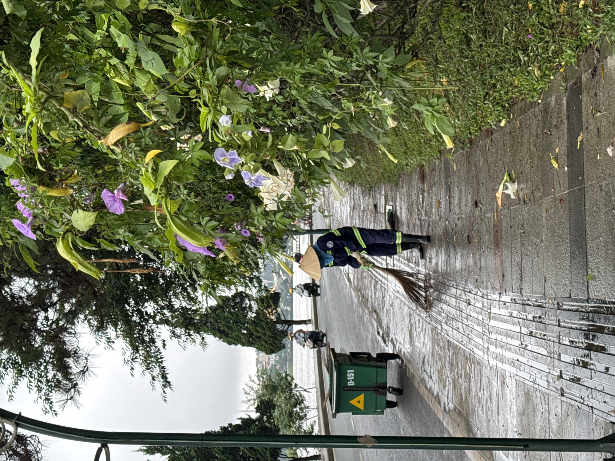 The image, rotated 90 degrees clockwise, captures a street sweeper at work on a wet, paved walkway next to a body of water, indicative of Phường Xuân Hương in Đà Lạt, Vietnam. The scene appears to be under an overcast sky, suggesting it has recently rained or is still drizzling, as the pavement is reflective with moisture.
The main subject is a street sweeper, visible in profile, wearing a dark blue uniform with bright green reflective stripes on the sleeves and trousers, black rubber boots, and a traditional Vietnamese conical straw hat (nón lá). They are actively using a large, natural fiber broom to sweep debris along the wet walkway.
Adjacent to the sweeper, a green, wheeled trash bin or cart is present. On its side, the text "D-151" is clearly visible, along with a yellow triangular hazard symbol containing a black exclamation mark.
The walkway is lined with lush green foliage and flowering plants on the left, featuring numerous green leaves and several vibrant purple and white trumpet-shaped blossoms. Scattered leaves and small debris are visible on the wet pavement. In the mid-ground, beyond the walkway, a calm body of water extends, with distant green trees, hills, and some indistinct structures on the far bank under the gray sky. Two partially visible figures on motorcycles can be seen on a path bordering the water, behind the sweeper. A dark green metal railing runs along the bottom edge of the frame, separating the foreground from what appears to be a lower embankment or pathway.