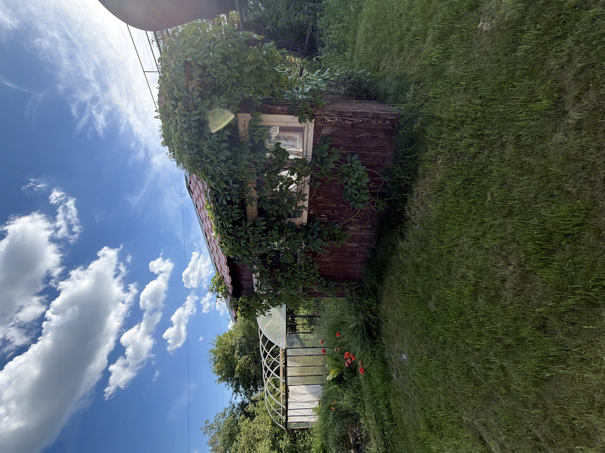 The image shows a rustic wooden shed heavily overgrown with green vines. The shed has a single window with white trim. To the left of the shed, a greenhouse with a curved white frame and transparent panels is visible. Red poppies bloom in the lush green grass surrounding the greenhouse. In the background, a dense canopy of trees suggests a wooded area. The sky is a vibrant blue with scattered white clouds, indicating fair weather. The sun is shining, casting light and shadows on the scene. The overall impression is one of a tranquil, rural setting. The image appears to have been taken outdoors, likely in a garden or backyard. There is no visible text in the image.