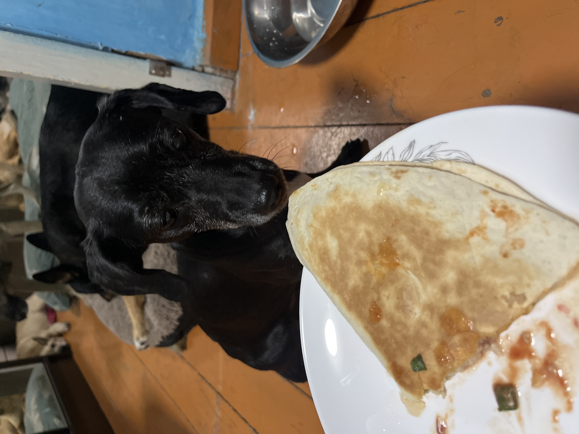A black dog with graying muzzle is looking at a quesadilla on a white plate. The dog's head is in the foreground, and its body extends to the background. The quesadilla is on the right side of the plate, and it appears to have some filling and sauce. The plate is on a wooden floor. In the background, there are other dogs lying down, and a reflection in a mirror. There is a metal bowl on the right side of the image. The scene appears to be indoors, possibly in a home. There is no information to suggest the location is Nizhny Tagil, Russia.