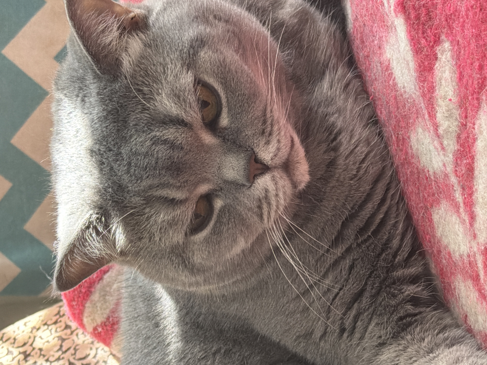 A close-up photograph shows a gray cat with copper-colored eyes and white whiskers. The cat's head is angled slightly to the right. A pink and white patterned blanket is to the cat's right, and a patterned cushion is in the background on the left. The location in the city of Perm, Russia, is not discernible from this image.