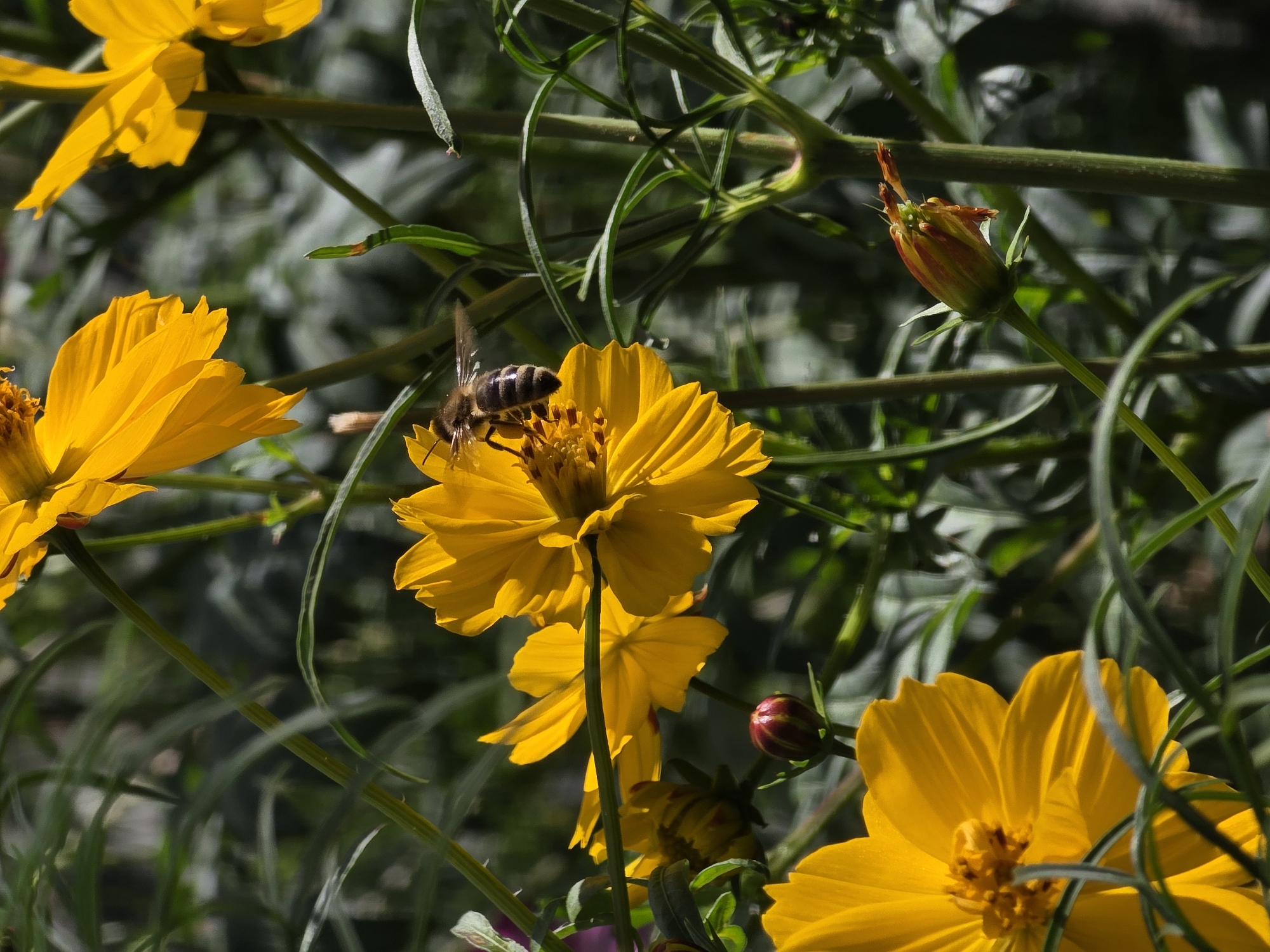The image is a close-up shot of yellow cosmos flowers with a bee actively collecting nectar. The bee is in mid-flight, with its wings blurred, positioned on the center of one of the yellow flowers. The flowers are in various stages of bloom, with some fully open and others as buds. The background consists of blurred green foliage, suggesting an outdoor setting. There are no people or structures visible in the image. The scene is set in the city of Речицы, Russia.