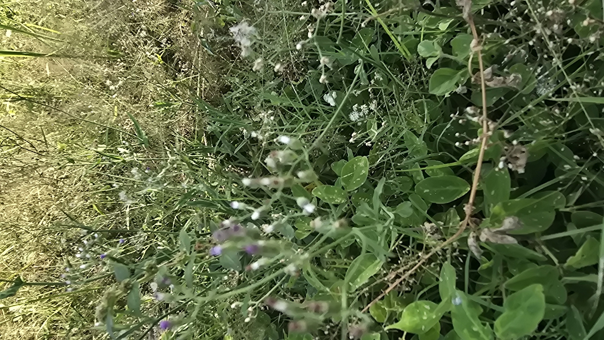 The image shows a patch of mixed vegetation, likely weeds and grasses. There are various green plants with differing leaf shapes and textures. Some plants have small white or purple flowers. The ground is covered with a mix of dry and green vegetation, with some areas appearing more golden and dried out. The overall scene appears to be an unkempt area, likely in a natural setting. The location in the city of Denpasar, Indonesia is not explicitly stated nor can it be confirmed in the image.