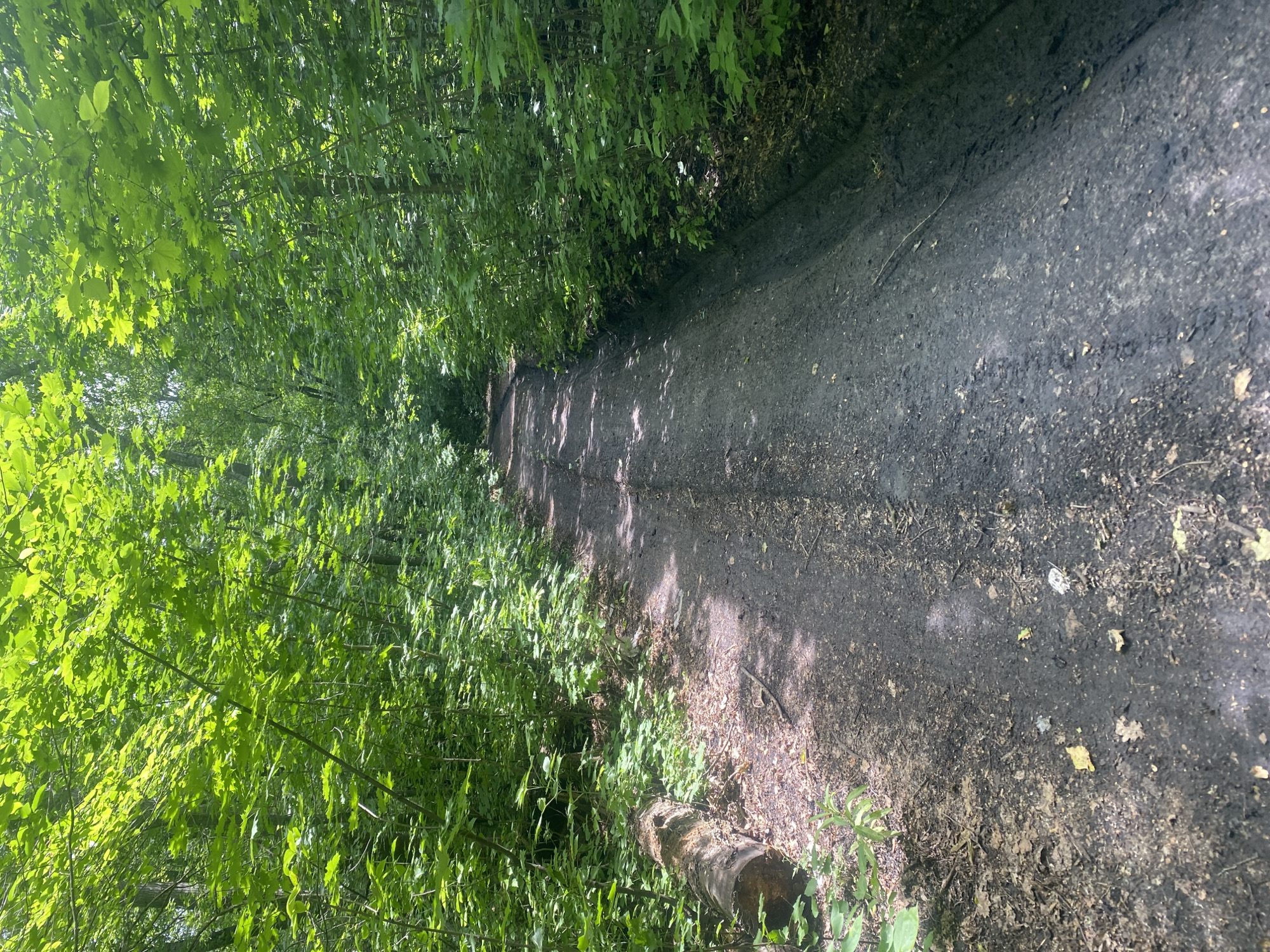 The image depicts a sun-dappled dirt path winding through a dense, green forest. The path is uneven and appears to be a natural trail rather than a paved road. Lush foliage lines both sides of the path, with sunlight filtering through the leaves, creating dappled shadows on the ground. On the left side of the path, a fallen log rests on the ground amidst the undergrowth. The overall impression is one of a natural, undeveloped woodland environment. The location is specified as being in the city of Samara, Russia.