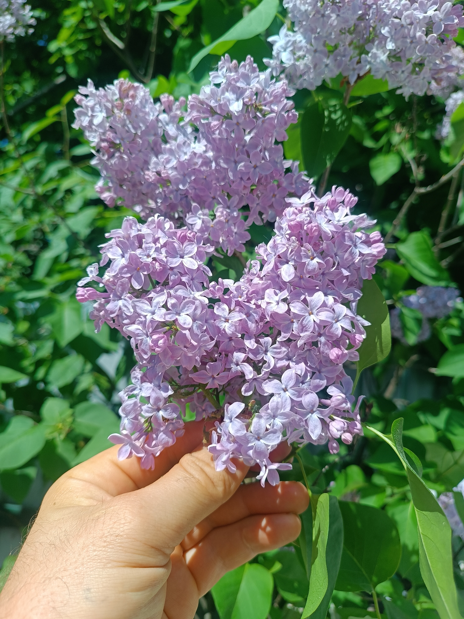 A hand is holding a cluster of lilac flowers against a background of green foliage and other lilac blooms. The image appears to be taken outdoors under bright sunlight. No evidence of Motyakovo, Russia is visible.