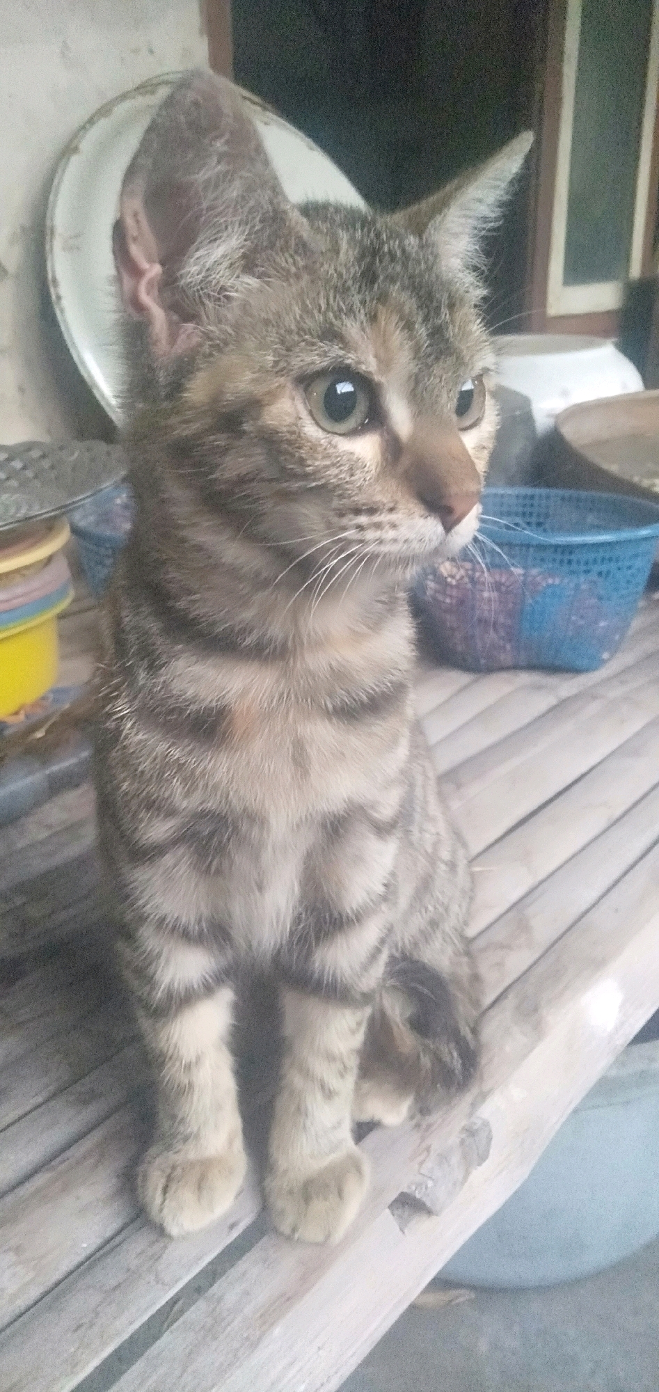 A tabby kitten with stripes sits on a light-colored wooden surface. The kitten is facing to the right with its head turned slightly toward the viewer. Its eyes are wide and green, and its ears are large and pointed. In the background, to the left, is a white circular object with a metal rim, possibly a plate. To the right, a blue plastic basket is visible. The wooden surface appears to be made of planks. The environment suggests an outdoor or semi-outdoor setting, possibly a yard or porch, with a rustic feel. The image was taken in Plemahan, Indonesia.