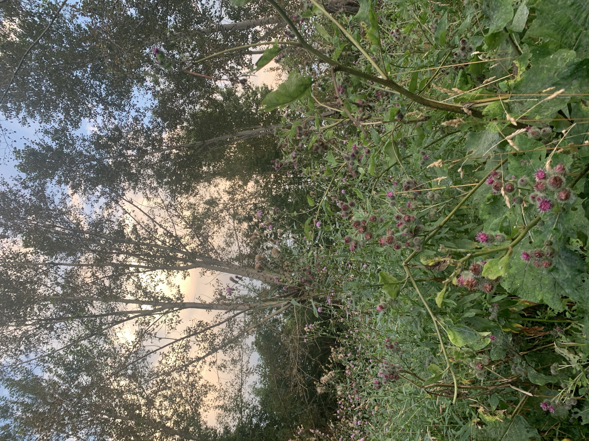 The image depicts a thicket of burdock plants with their characteristic spiky seed heads, some in bloom with pinkish-purple flowers, growing amidst tall trees. The scene is set in an outdoor environment with a sky visible through the trees, displaying a mix of blue and pastel colors, suggesting it might be dawn or dusk. The foreground is dominated by the dense vegetation, with large green leaves and numerous burdock flower heads. In the background, the slender trunks of trees, possibly birch, rise towards the sky. The overall impression is a natural, overgrown area, likely a field or the edge of a forest. The location is not identifiable from the image itself; no elements within the frame specifically indicate the city of Asha, Russia.