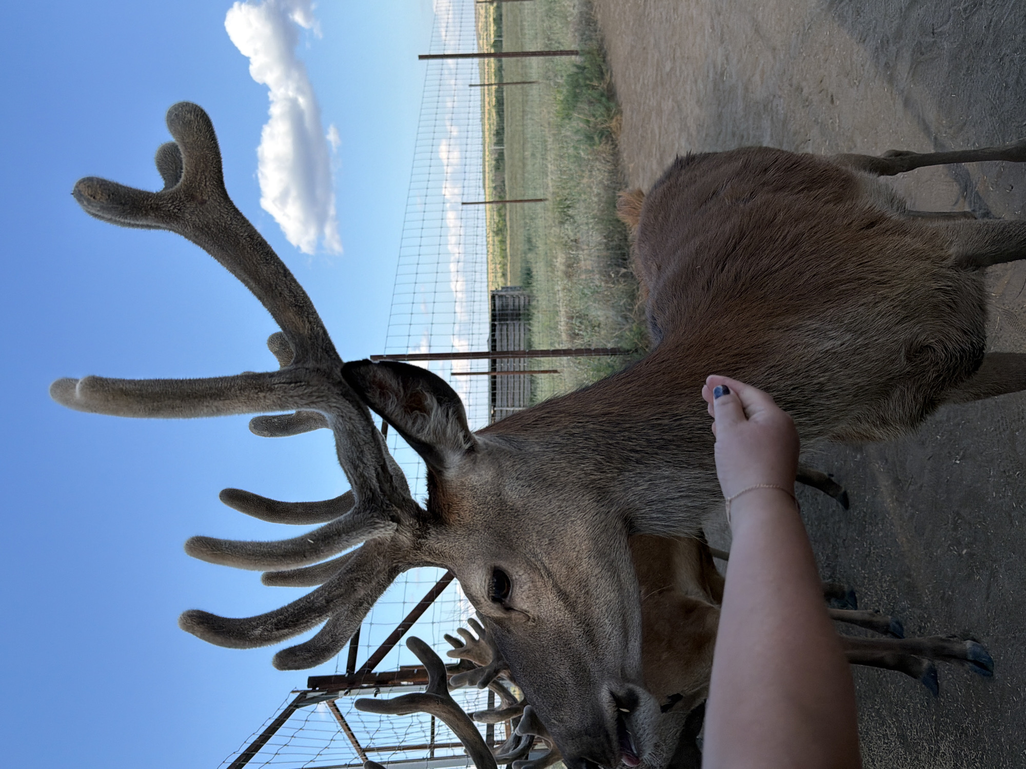 In an outdoor enclosure, a male red deer with large, velvety antlers is being hand-fed by a person whose arm and hand are visible in the foreground. The deer is brown with a long, furry coat and is facing left, with its tongue slightly extended. In the background, another deer is partially visible. The enclosure is bordered by a wire fence with metal posts, and beyond it lies a grassy field with a wooden structure and a distant tree line under a blue sky with scattered white clouds. The ground within the enclosure appears to be dirt and wood chips. The scene takes place in the city of Gorny Balykley, Russia.