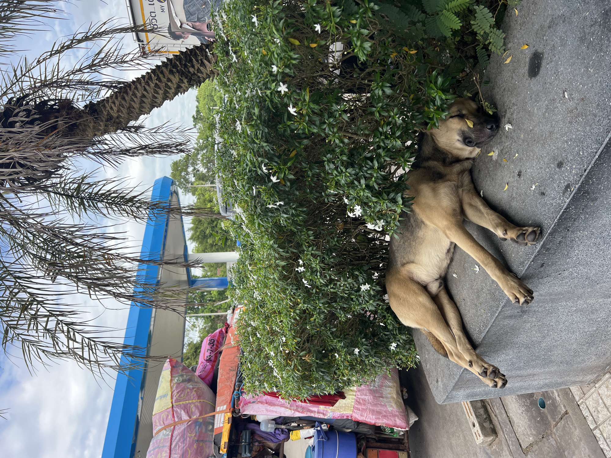 In the city of Khao Phanom, Thailand, a medium-sized dog sleeps peacefully on a gray concrete ledge, partially shaded by a lush green bush with small white flowers and the fronds of a palm tree. The dog, with light brown and dark brown fur, is lying on its side with its head resting on the ledge. Its paws are splayed out. In the background, a blue and white gas station canopy is visible, along with a truck loaded with large, colorful sacks. A white sign with text and an image of a person is attached to the side of a vehicle further in the background. The ground in front of the ledge is paved with concrete and features a drainage grate. The sky above is partly cloudy.