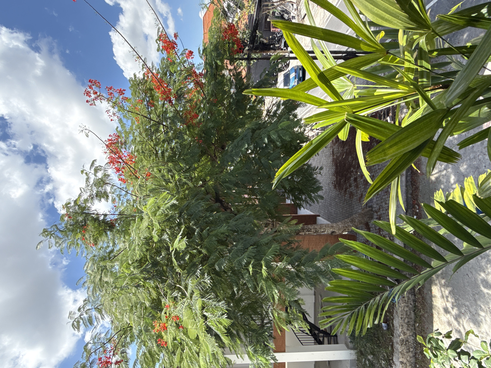 The image, rotated counter-clockwise, shows a street scene in North Kuta, Indonesia. A large tree with green foliage and red flowers dominates the left side of the frame. A palm plant with fan-shaped leaves occupies the right side of the frame, partially obscuring the view. The background reveals a street with buildings. The sky is visible with a mixture of blue and scattered white clouds. A staircase and portions of a building are visible behind the tree on the left.