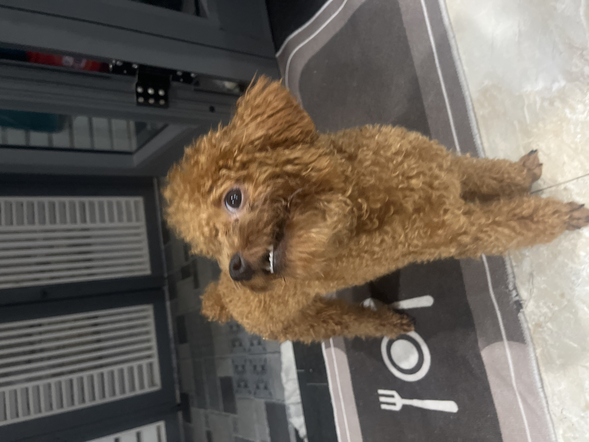 A brown poodle is lying on a gray and white placemat, indoors. The placemat is decorated with a white fork, knife, and plate. Behind the dog is a gray cabinet or gate with horizontal slats. To the right of the placemat is a light-colored tile floor. The location is indicated as Bac Nha Trang Ward, Vietnam.