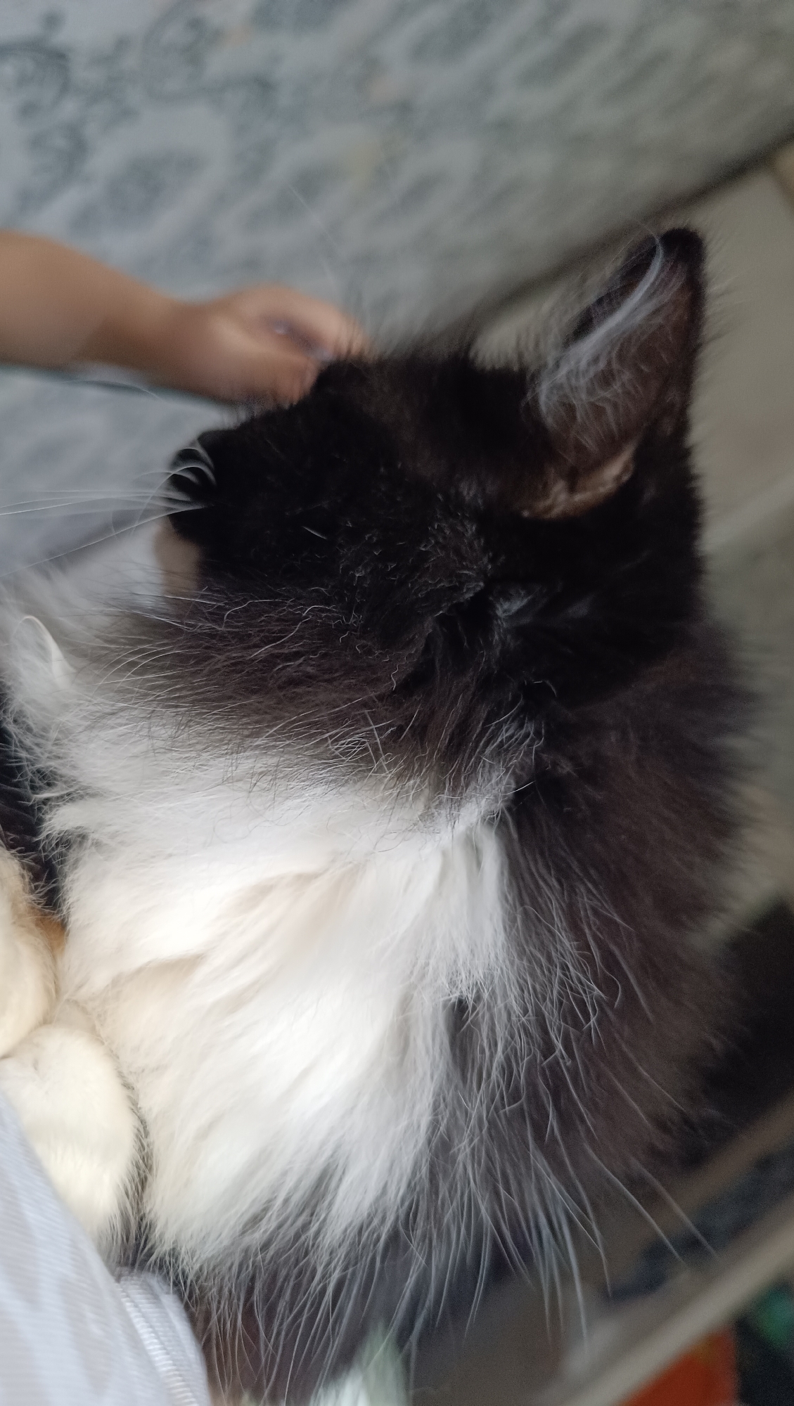 A black and white kitten is being petted by a person's hand on a couch. The kitten is fluffy with white fur on its chest and neck, and black fur on its head and back. The person's hand is visible in the upper left corner of the image, gently stroking the kitten's head. The background is a blurry pattern of a couch. The scene is indoors. There is no information in the image to suggest a location in Chaikovsky, Russia.