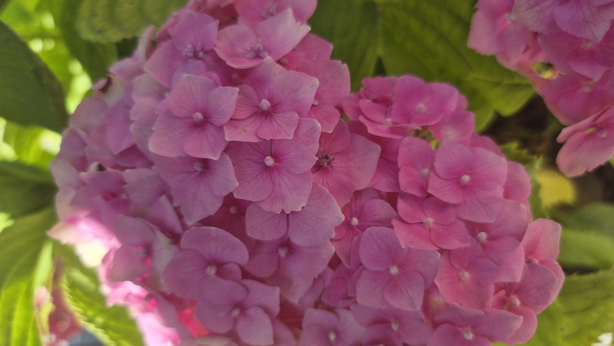 A close-up, vertical, outdoor shot focuses on a cluster of vibrant pink hydrangea flowers. The petals are delicate and layered, with some showing subtle color variations from light to deep pink. The flowers are densely packed, creating a full, voluminous bloom. The background is softly blurred, revealing lush green leaves and hints of sunlight filtering through, suggesting a garden or natural setting. The image is well-lit, highlighting the texture and color of the flowers. There are no people or animals visible in the frame. The context of Ravda, Bulgaria, is not discernible from the image itself.