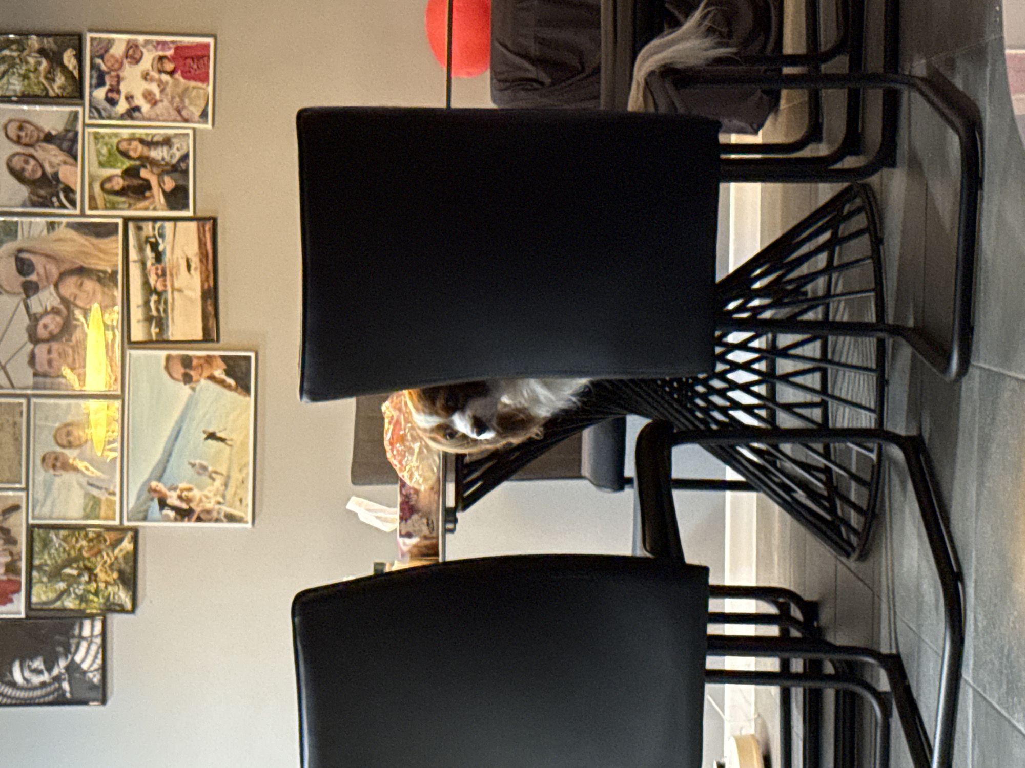 A Cavalier King Charles Spaniel dog is partially visible in the space between the seats of two black office chairs with metal frames. The chairs are stacked and positioned near a wall decorated with framed photographs. A red ball is visible above the chairs. The location is likely an interior space. There is insufficient information to definitively establish the location within Sofia, Bulgaria.