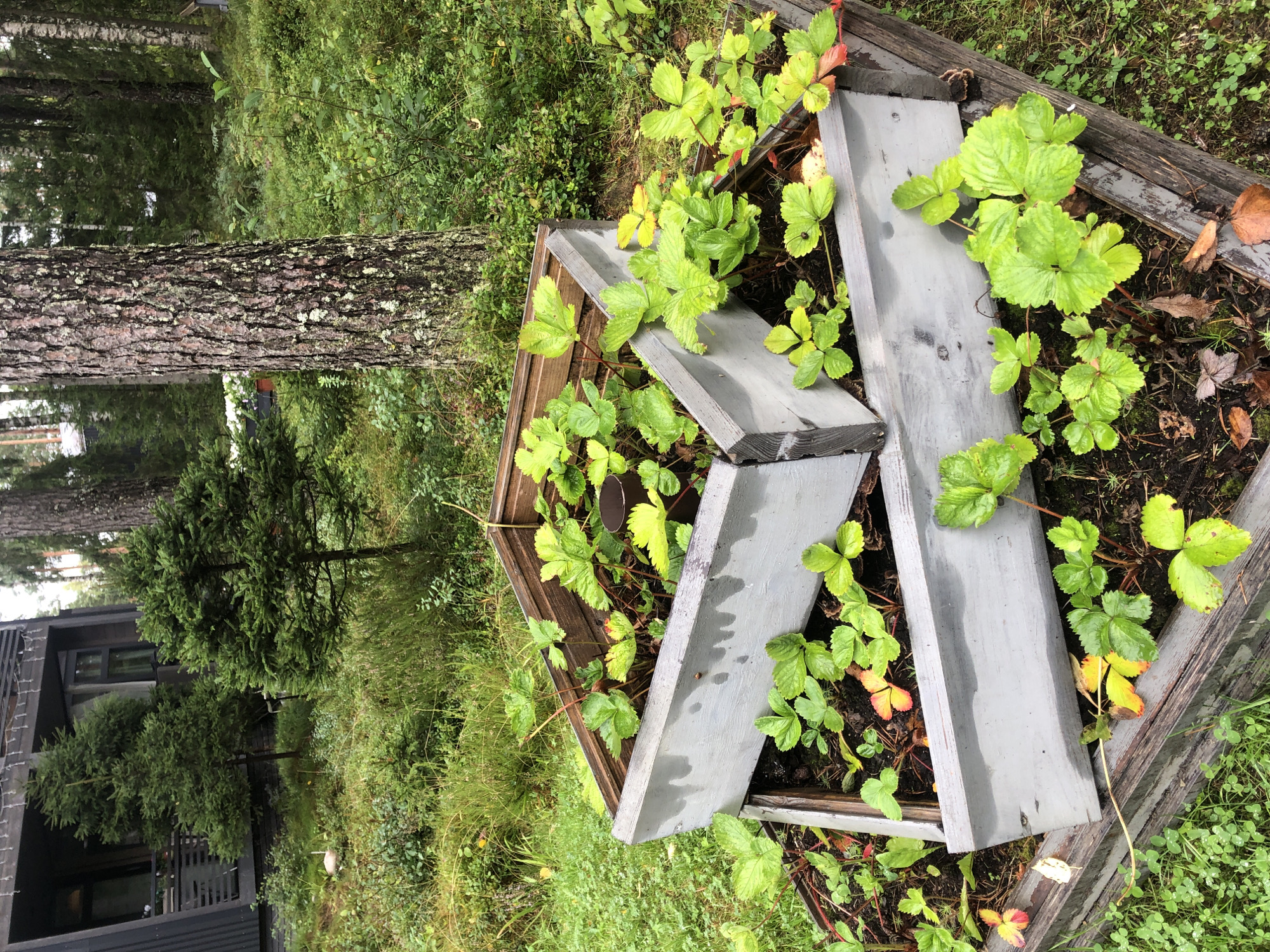 The image shows a tiered planter box filled with strawberry plants in a forest setting. The planter boxes are made of weathered wood and are painted gray. The strawberry plants are vibrant green, with some leaves showing signs of yellowing or red tinges, suggesting autumn. The background is a dense forest with tall trees, including pine and birch, and undergrowth of mosses, ferns, and small shrubs. A modern building with dark siding and windows is partially visible in the upper left corner, suggesting it is near a residential area. The ground is covered in grass, fallen leaves, and forest debris. The lighting suggests an overcast day.