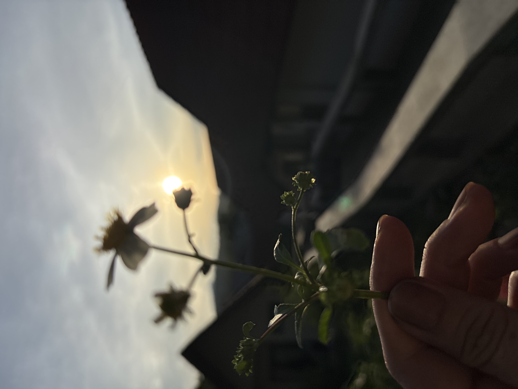 A close-up of a person's hand holding a small plant with yellow flowers against a blurred background of houses and a sunset. The sun is low in the sky, casting a warm glow. The overall mood is peaceful and serene. The image is taken from a slightly low angle, with the plant in the foreground and the houses and sunset in the background.