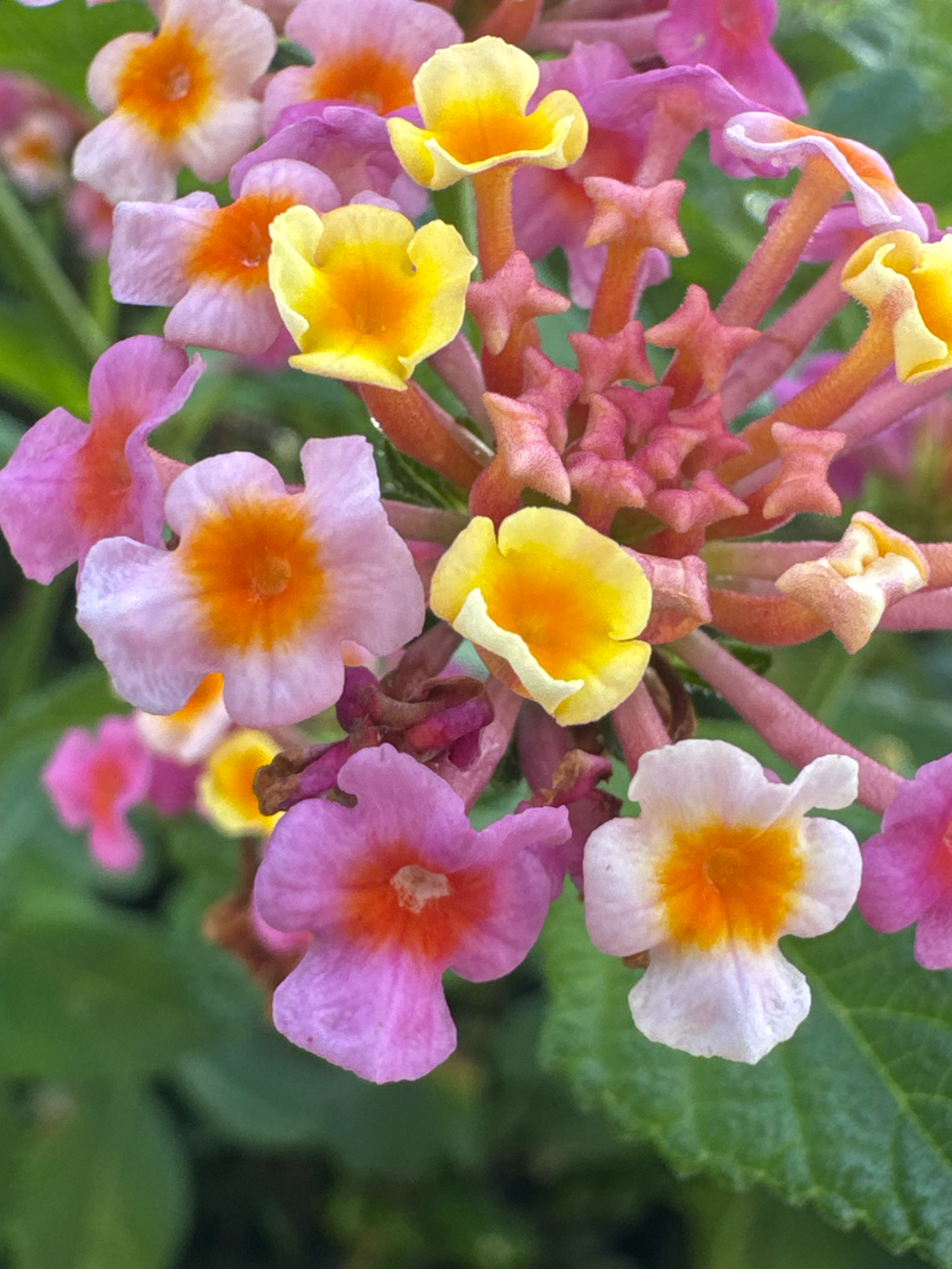 This is a close-up, high-angle photograph of a cluster of small, multi-colored flowers in bloom. The flowers are predominantly pink, purple, and yellow, with orange centers. Some of the flowers have a trumpet-like shape with four distinct petals, while others are more star-shaped. The petals appear delicate and slightly textured. The background is a soft blur of green foliage, suggesting an outdoor garden setting. The lighting is bright, illuminating the vibrant colors of the blossoms. This image was captured in Isola delle Femmine, Italy.