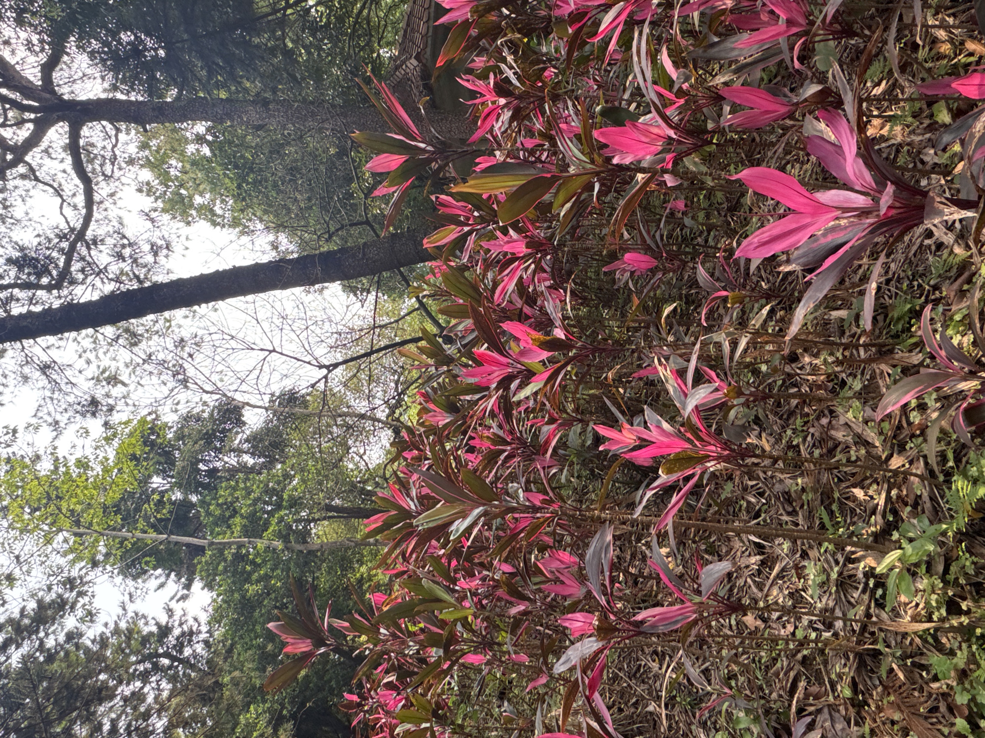 The image depicts a natural scene in Yuexiu District, China. In the foreground, there is a dense growth of Cordyline fruticosa with vibrant pink and dark green leaves. Behind this cluster of plants, a forest backdrop is visible with tall trees, including what appears to be a conifer with a dark trunk. The sky is light gray and visible through the trees. The ground is covered with leaf litter and sparse patches of small green plants. The photo appears to be taken on a slightly overcast day. The image seems to be rotated.