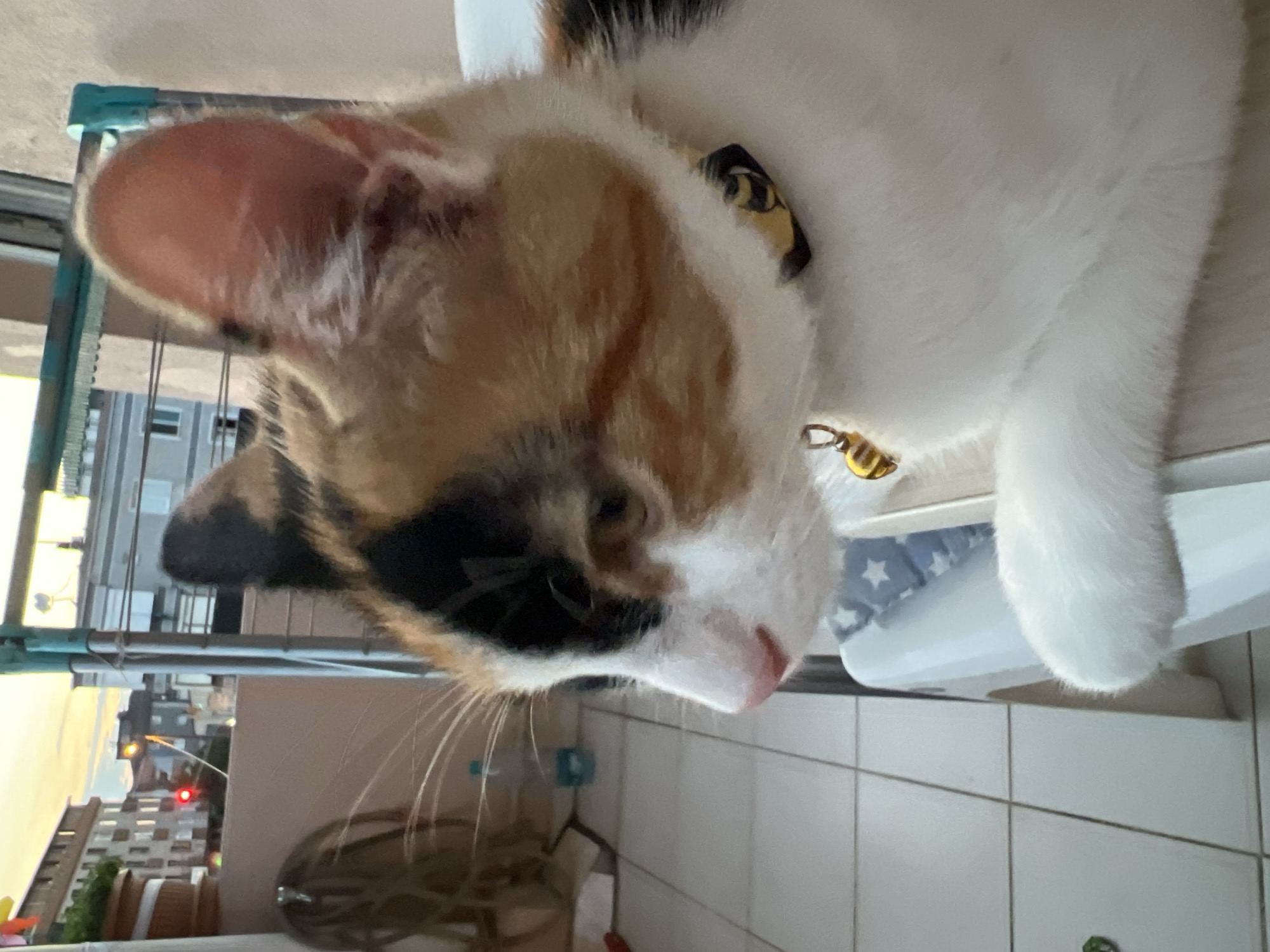 The image shows a calico cat with a black, white, and orange coat. The cat is wearing a collar with a bee pattern and a small gold bell. It is looking to the left, with its head tilted. The cat is sitting on a white chair with a blue and white star-patterned cushion. In the background, there is a balcony with tiled flooring. Beyond the balcony, buildings are visible, including what appears to be an apartment building with balconies and windows, and another building with a red traffic light. The sky is visible at the top, with a sunset or sunrise casting warm hues. A drying rack for clothes is also present. This scene appears to be located in a residential area of Ümraniye, Turkey, given the urban setting and architecture.