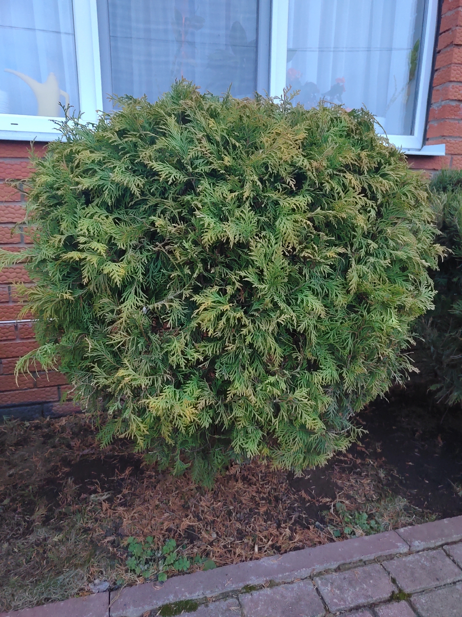 A medium shot captures a globular green shrub, likely an arborvitae, situated in a garden bed adjacent to a brick building in Кукуи, Russia. The shrub's foliage exhibits a mix of green and yellowish-green hues. Brown mulch covers the soil at the base of the shrub and extends into the surrounding garden bed. A brick walkway borders the garden bed in the foreground. The brick building's exterior wall is visible behind the shrub, with a white-framed window partially visible above the plant. A watering can is visible in the window. Another shrub is present on the right of the image. The light suggests an overcast or late-afternoon setting.
