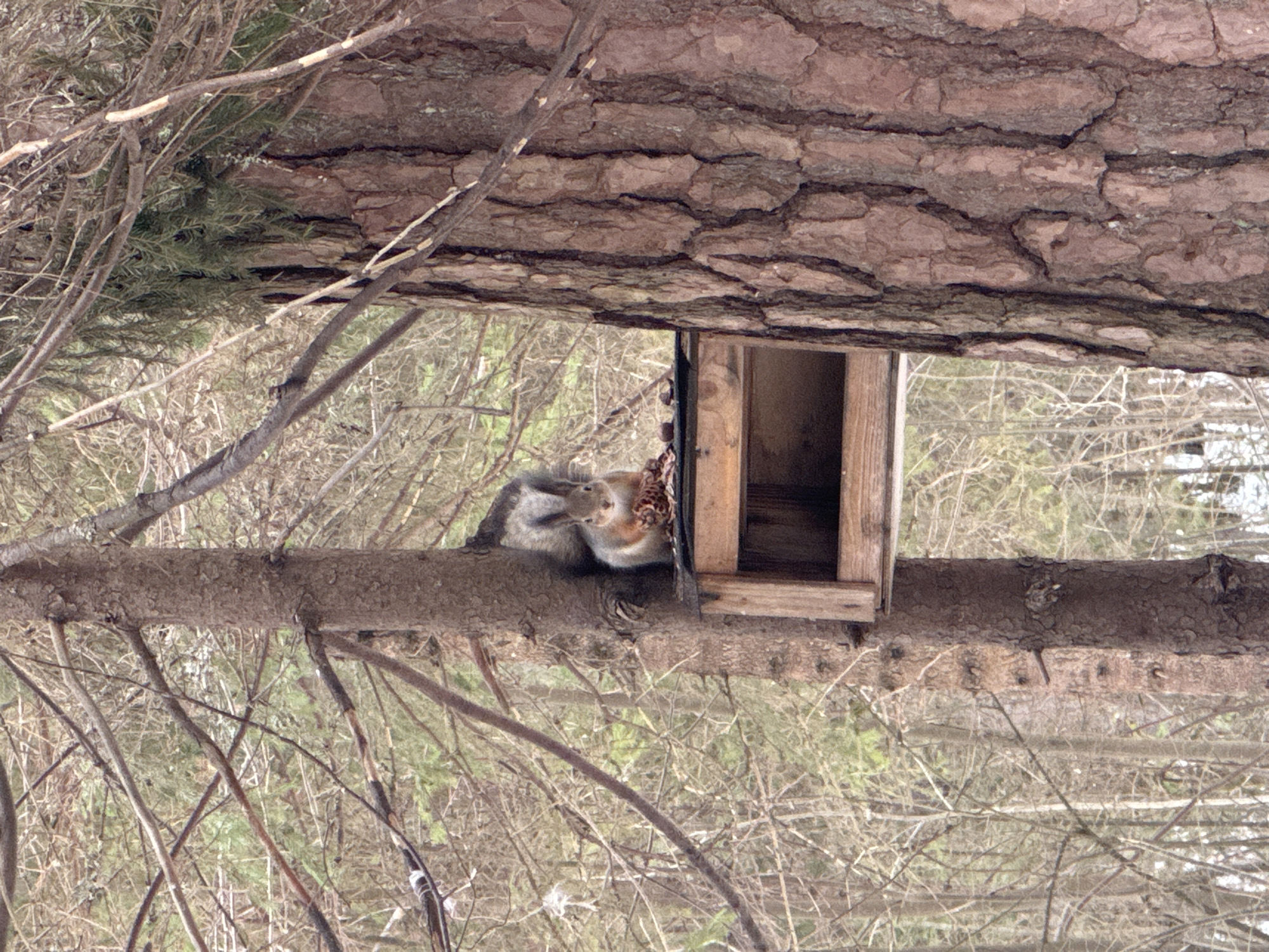 A squirrel is positioned on a tree branch directly adjacent to a small, wooden birdhouse. The birdhouse is rectangular with a single opening. Above the branch and birdhouse is the underside of a large tree trunk with rough bark texture. Bare branches of smaller trees fill the background and foreground. The image's location in Votkinsk, Russia is indeterminable without further evidence.