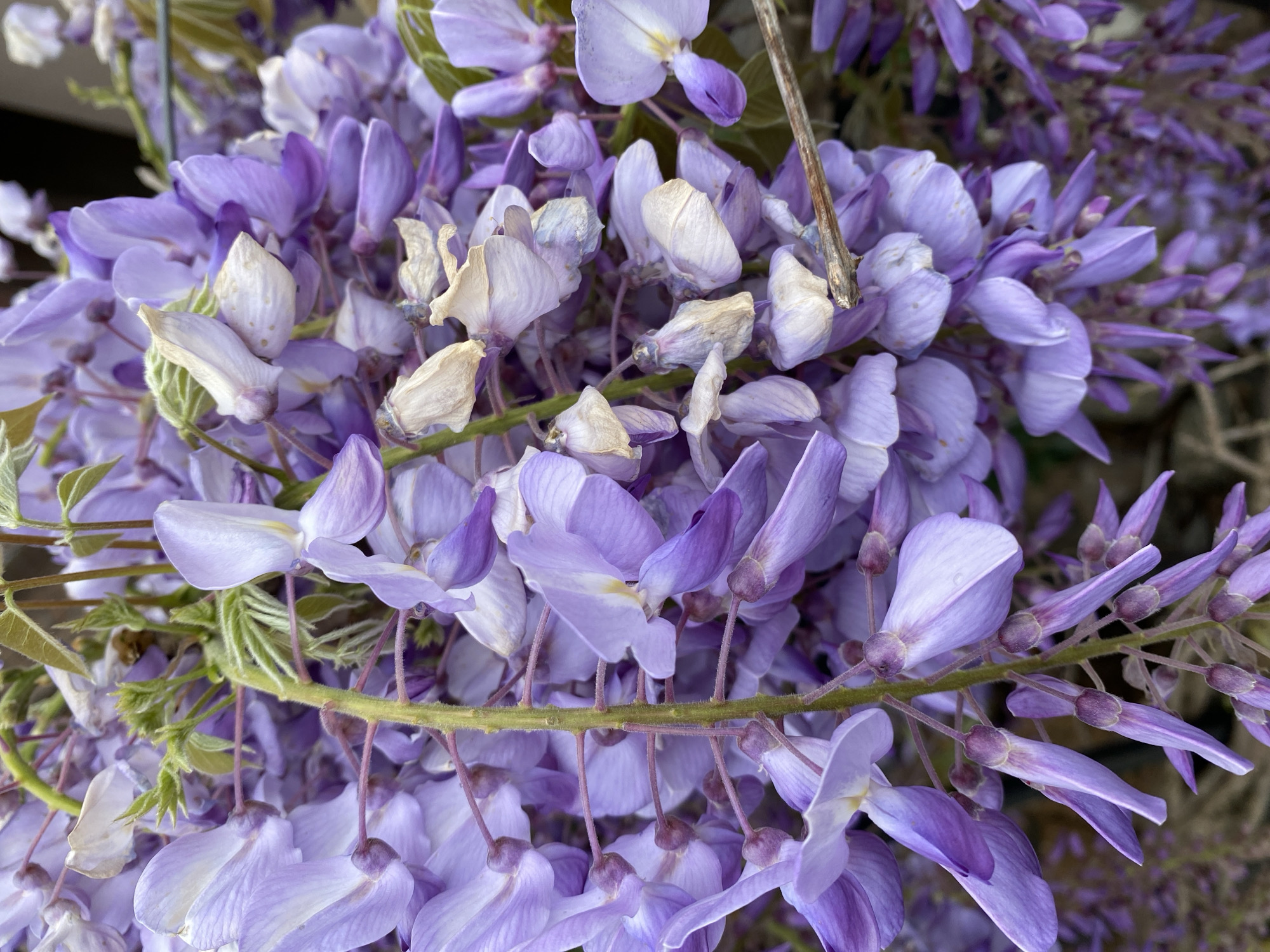 This image shows a close-up of wisteria flowers. The flowers are predominantly pale purple, with some flowers turning white or beige. The wisteria blooms are clustered together on stems. The background is blurred. There is no indication that this image was taken in Budva, Montenegro.