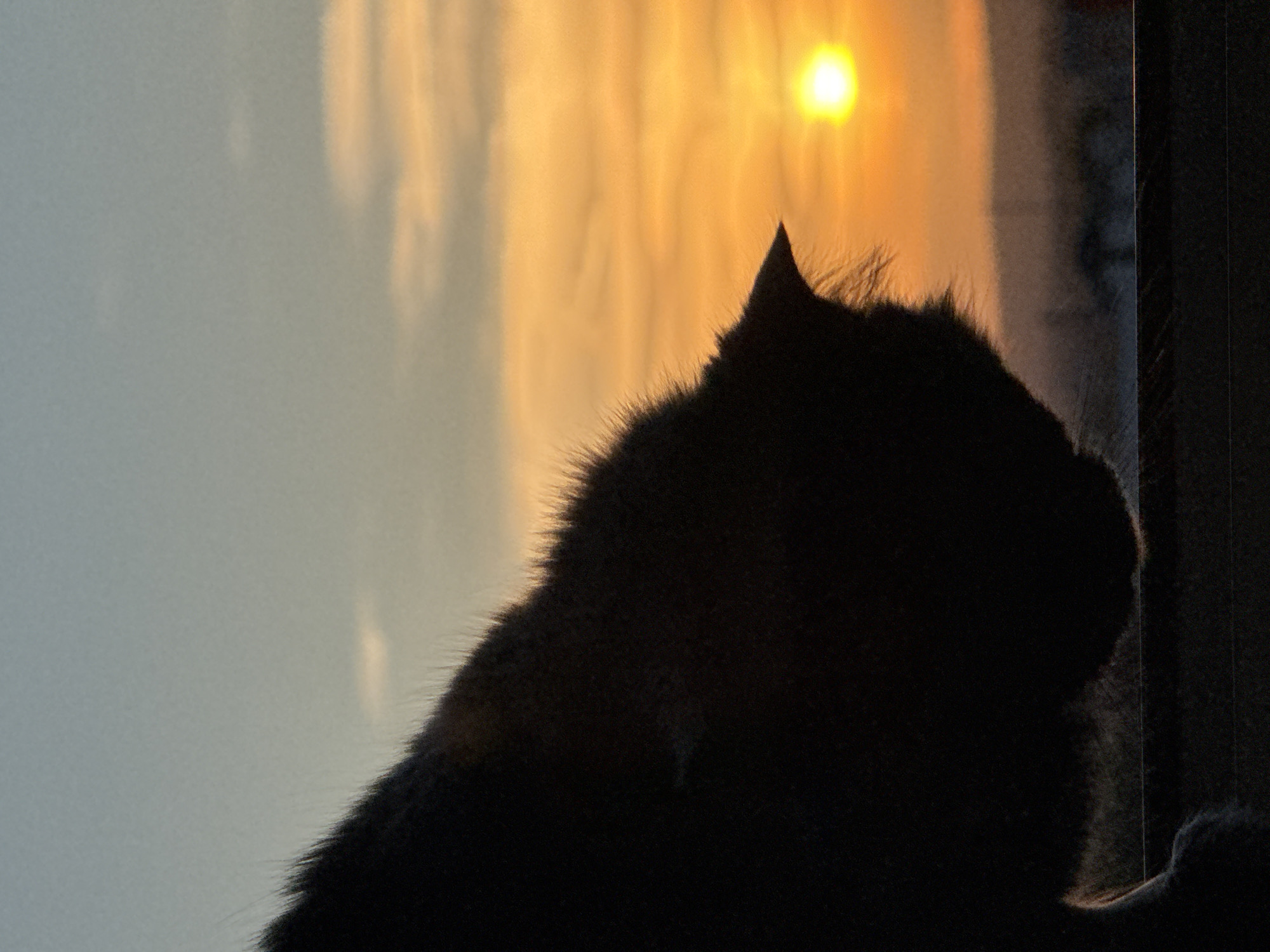 The image presents a striking silhouette of a cat against a vibrant sky, captured during either sunrise or sunset in Varna, Bulgaria. The primary subject is a cat, visible from the mid-back upwards, positioned on the right side of the frame. Its form is almost entirely black, with fine details of its fur visible along the outline of its back and head, catching the light. One ear, sharply pointed, is clearly defined against the bright background.
The cat appears to be looking towards the glowing sun, which is prominently featured in the upper-right portion of the sky. This section of the sky is a vivid array of golden and orange tones, indicating the "golden hour." Wispy clouds are scattered across this brightly lit area. To the left, the sky transitions to a softer, cooler blue-grey, suggesting varying light conditions or cloud cover. A dark, vertical element on the far right edge of the image likely represents a window frame or door jamb, implying the cat is observing the scene from indoors.
The activity depicted is one of quiet observation or contemplation by the cat, silhouetted against the natural beauty of the sky. The time of day is definitively sunrise or sunset due to the low angle and intense color of the sun. There are no people visible, nor any discernible text. The image evokes a sense of peace and natural wonder.