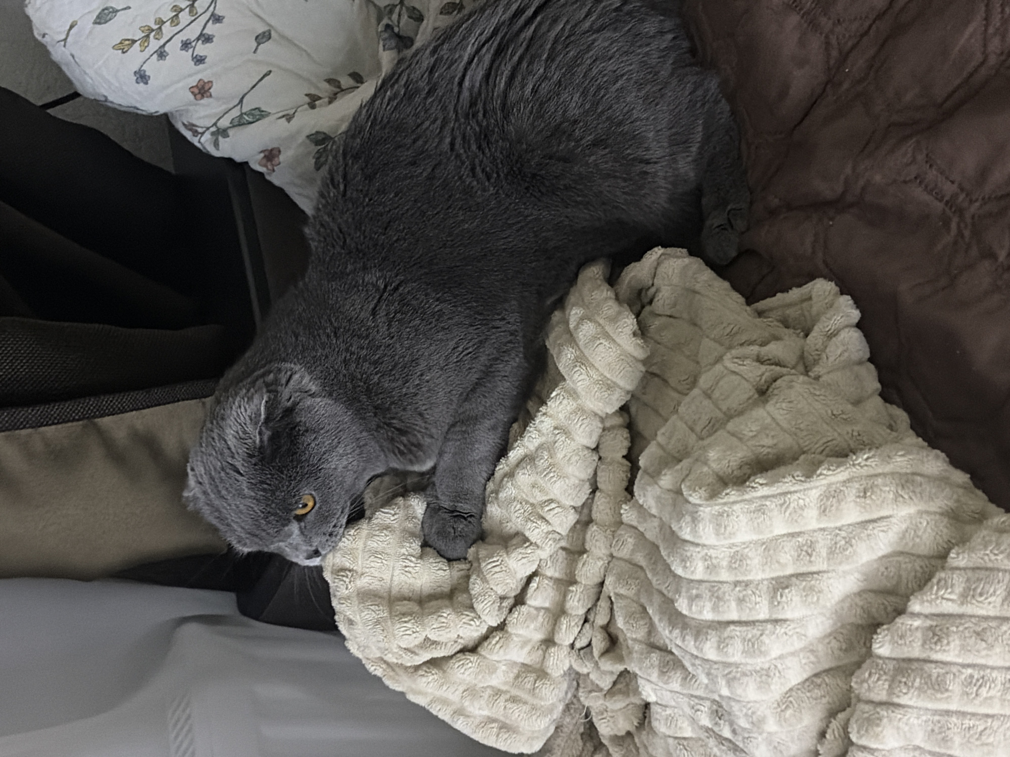 A gray Scottish Fold cat is lying on a bed. The cat is positioned on top of a textured, off-white blanket. The background features a floral-patterned pillow and a brown, quilted blanket. The location is not discernible from the image.