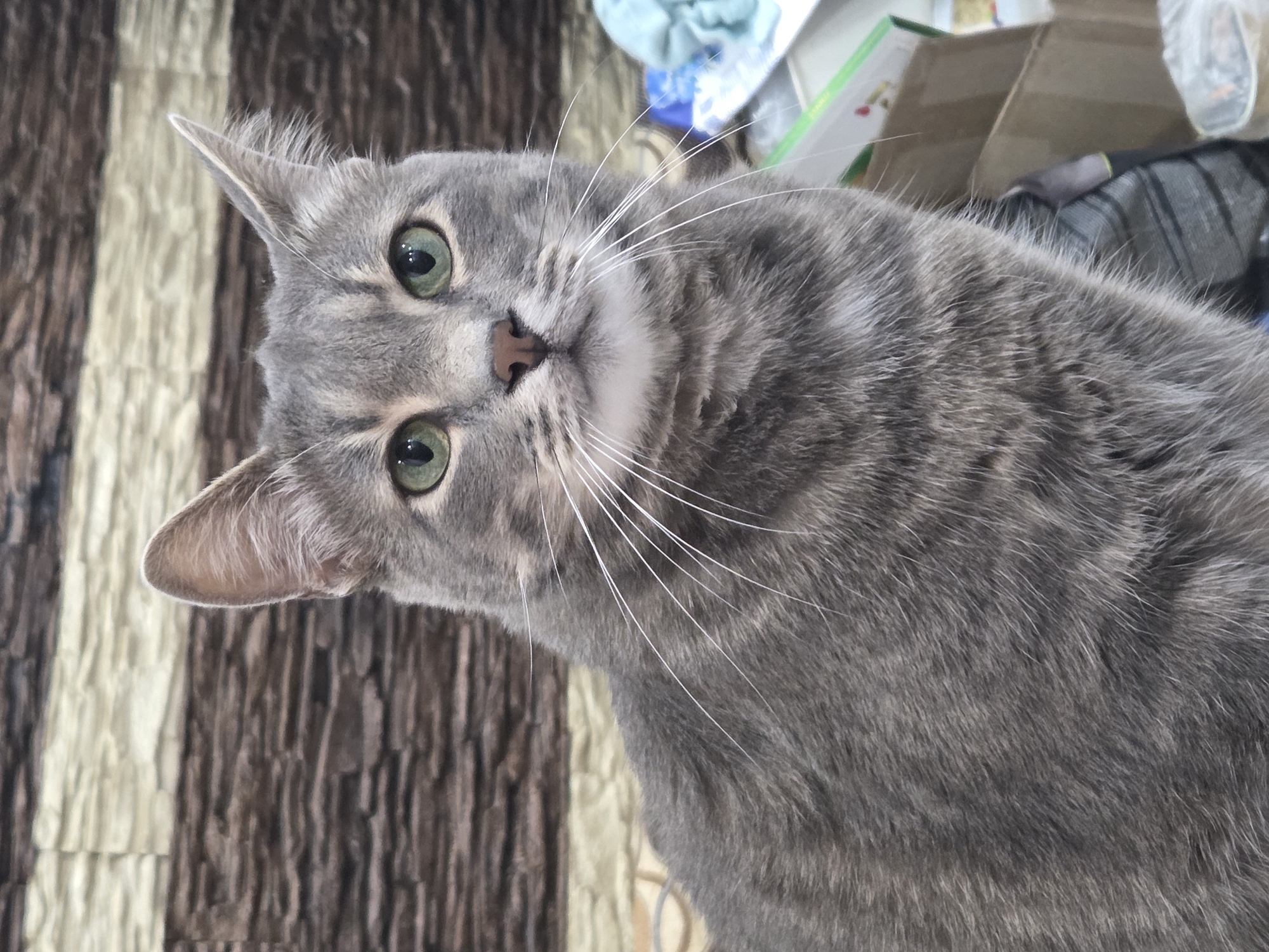 A close-up, eye-level, outdoor medium shot shows a gray tabby cat with green eyes and white whiskers. The cat is facing the viewer and is positioned in the center of the frame. The cat's fur is short and gray with darker tabby markings on its face and body. The cat's ears are pointed and upright, and its eyes are wide open. The background is a wall with horizontal brown and beige textured panels, suggesting a rustic or natural setting. To the right of the cat, partially out of focus, are stacks of cardboard boxes and some blue and white fabric. The lighting is natural and appears to be from an overhead source.
