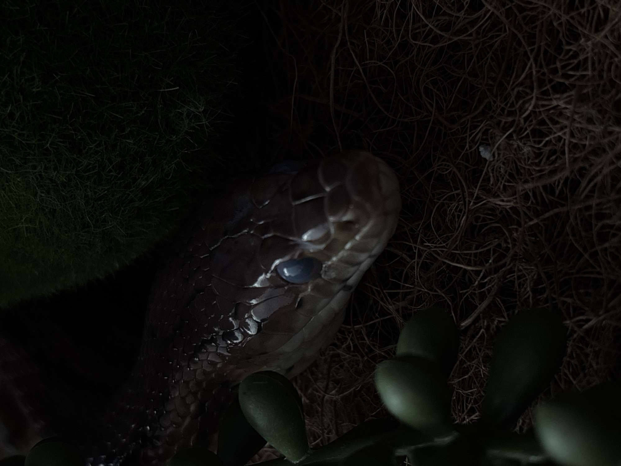 The image is a close-up, low-light shot of a snake's head. The snake is dark brown with visible scales and has striking blue eyes, which appear milky or clouded, suggesting it might be in the process of shedding its skin. It is positioned on a bed of dry, brown fibrous material, possibly nesting material or substrate. To the left of the snake, a few plump, green succulent leaves are visible, slightly out of focus. In the background, a patch of dark green, mossy or grassy texture is present, also mostly in shadow. The overall atmosphere is dark and somewhat mysterious, highlighting the texture of the snake's scales and the contrast of its eyes. The location in Saint Petersburg, Russia, is not discernible from the image itself.