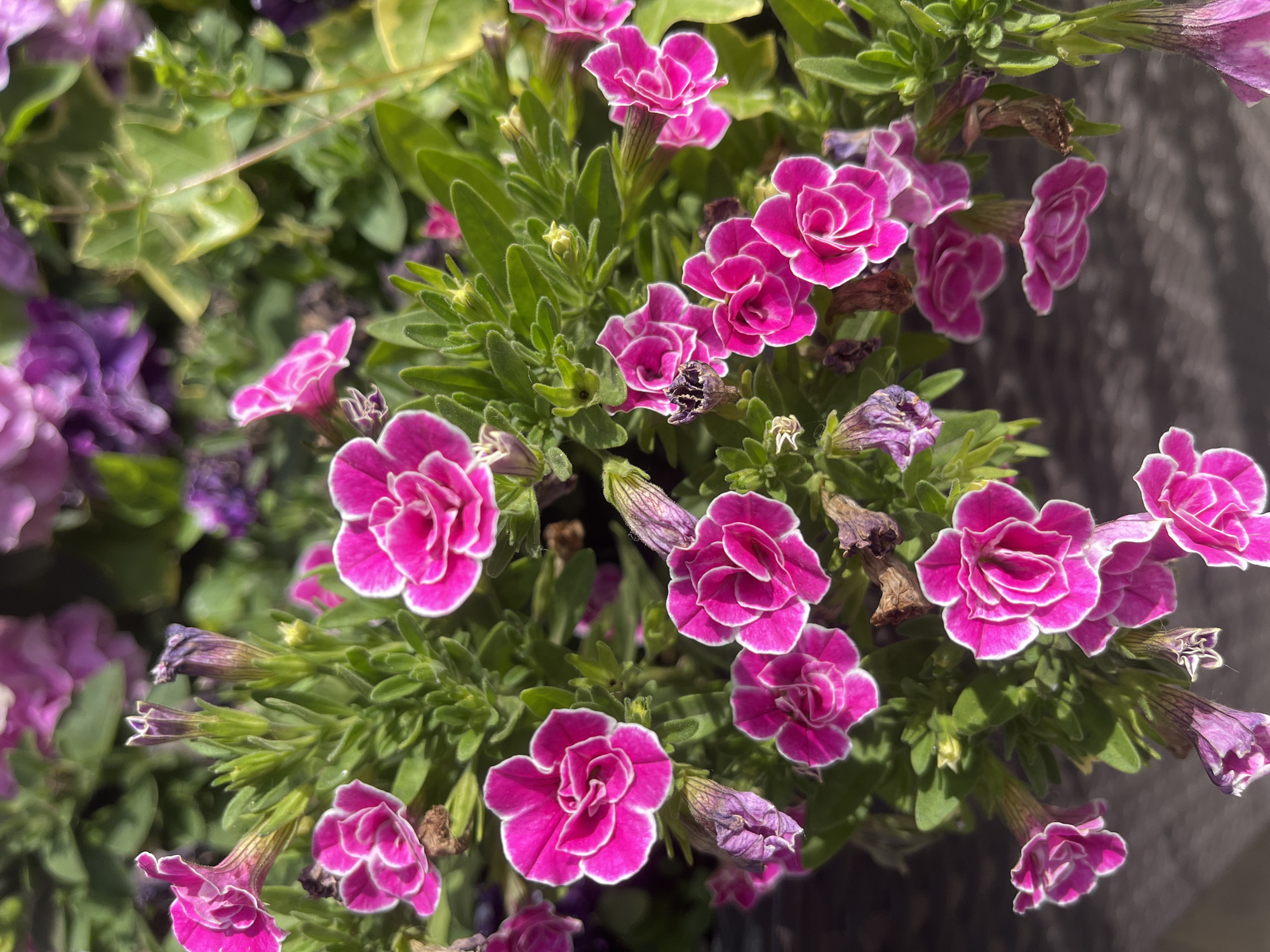The image shows a close-up of a cluster of bright pink petunia flowers with white edges, surrounded by green foliage. Some withered, purple-hued flowers are also present. The composition indicates a garden setting or a potted plant. There is no indication of the image being from Krasnodar, Russia.