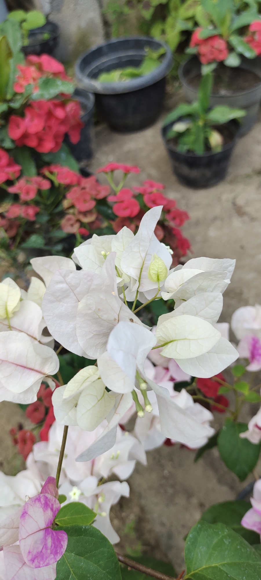 The image displays a close-up view of white bougainvillea flowers in the foreground, with a cluster of red flowers and potted plants in the background. The white flowers are delicate and have a papery texture, with some showing faint pink veining. A few small green leaves are visible among the white bracts. In the background, several black plastic pots are arranged, some containing vibrant red bougainvillea flowers and others with green foliage. The ground surface appears to be a mix of concrete and soil. The setting suggests an outdoor garden or nursery, possibly in a residential or commercial area of Lhokseumawe, Indonesia, where bougainvillea is a common ornamental plant. There are no people or animals visible in the image. The lighting is natural, indicating an outdoor setting during the day.