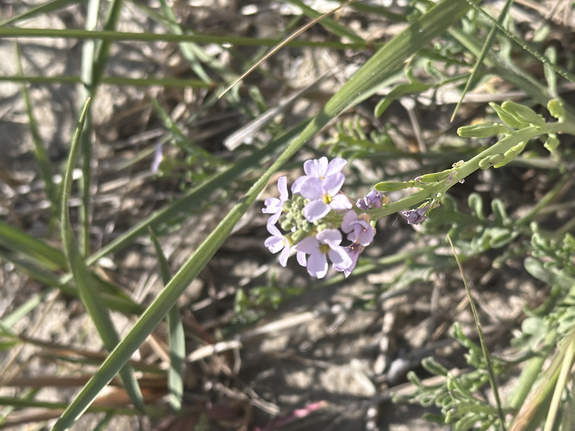 The image shows a close-up view of a small cluster of pale purple flowers with yellow centers, growing on a slender green stem. The flowers are surrounded by blades of grass and other green foliage. The background is blurred, appearing to be dry, sandy soil or ground cover. The scene is set outdoors, in natural light. The location is identified as Cannon Beach, United States of America.